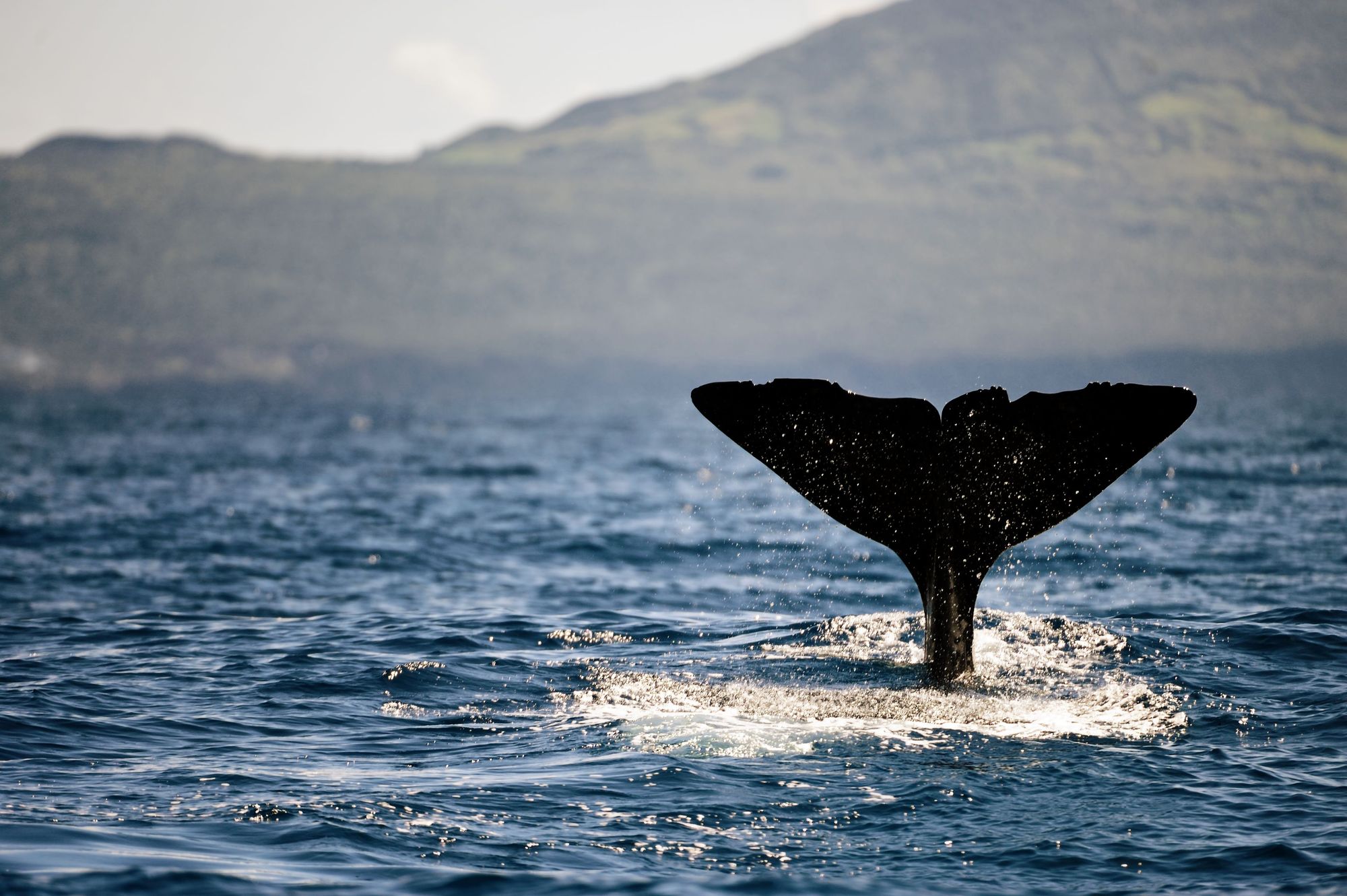 The fin of a sperm whale up close at Pico Island in the Azores. Photo: Getty