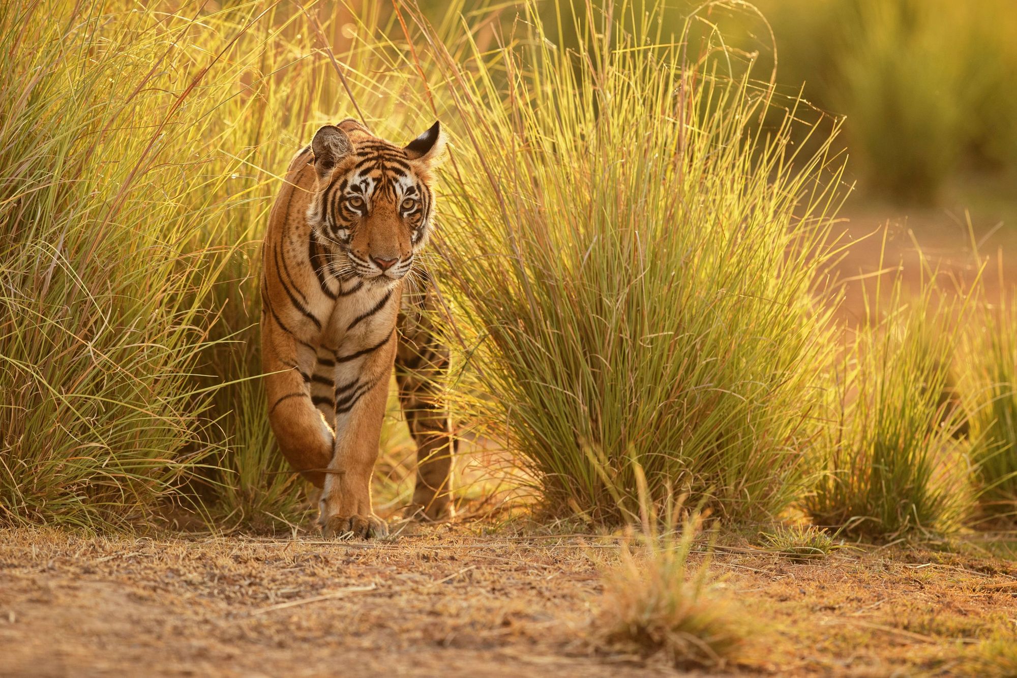 A Bengal tiger walks through the golden light of Ranthambhore National Park. Photo: Getty