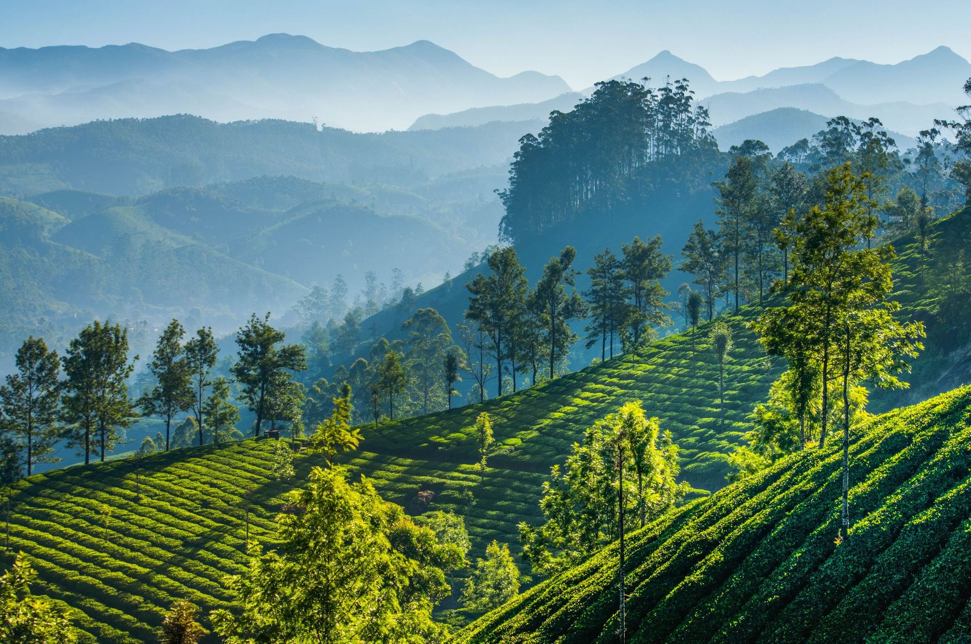 The tea plantations of Munnar, India