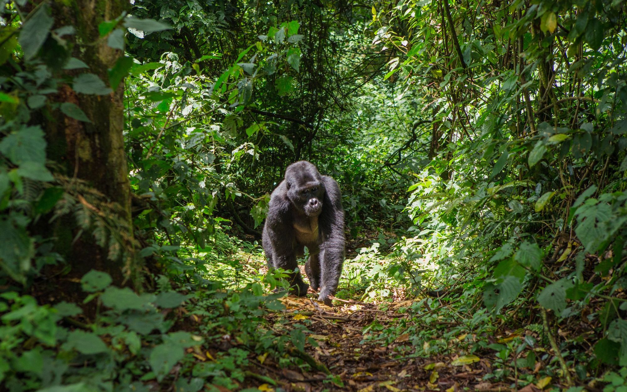 Uganda is one of the very few places in the world where you can still see eastern gorillas in the wild. Photo: Getty