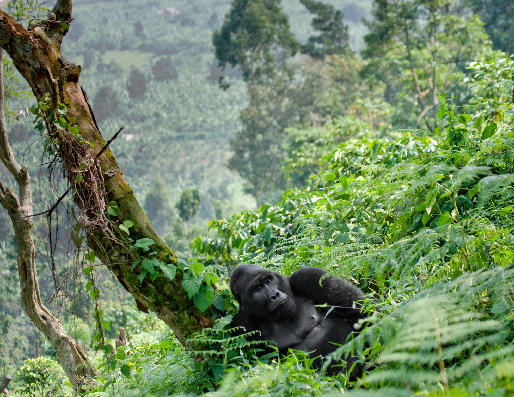 A male gorilla relaxes in Bwindi Impenetrable Forest. Photo: Getty.