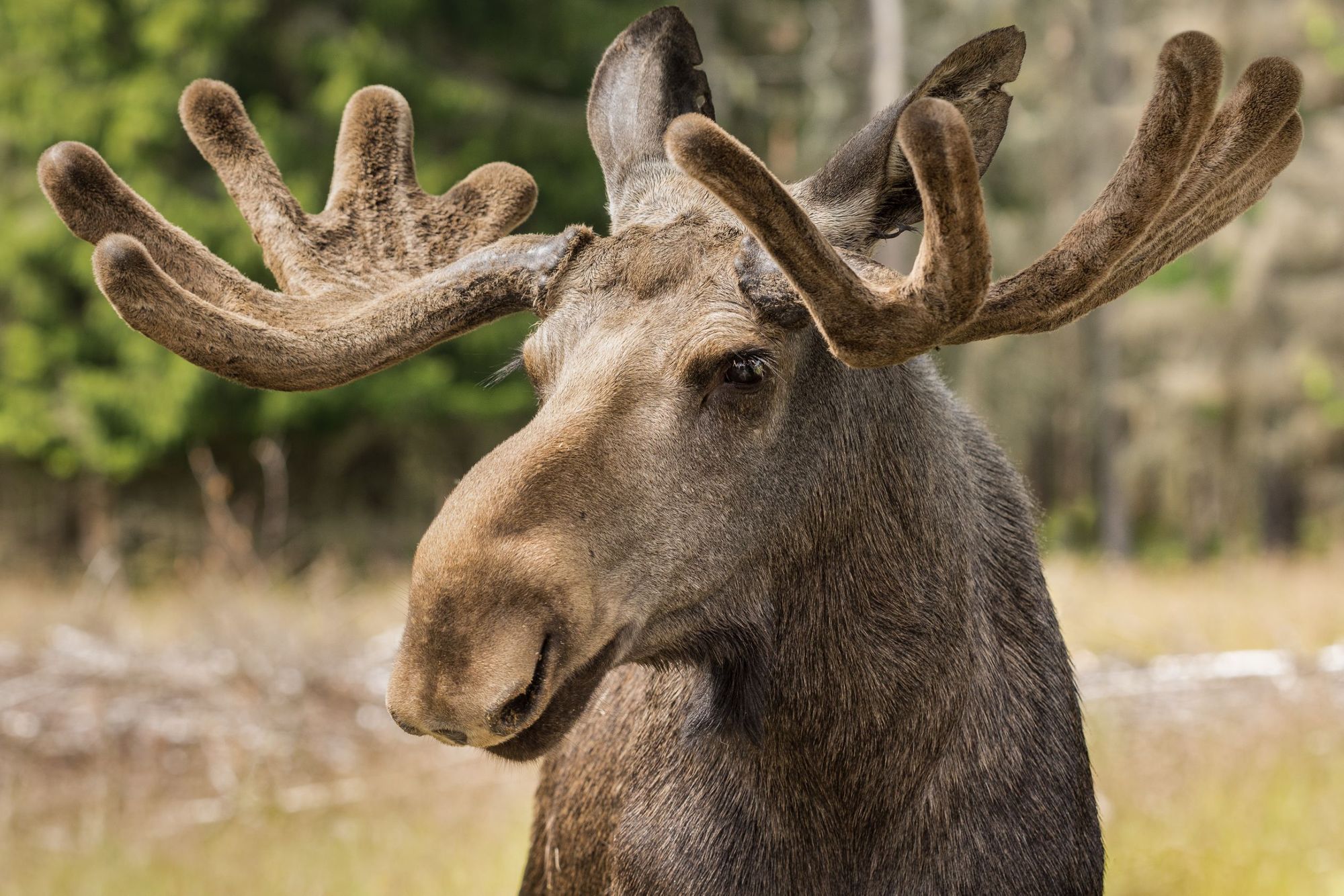 A moose poses for a new profile picture in the forests of Sweden. Photo: Getty