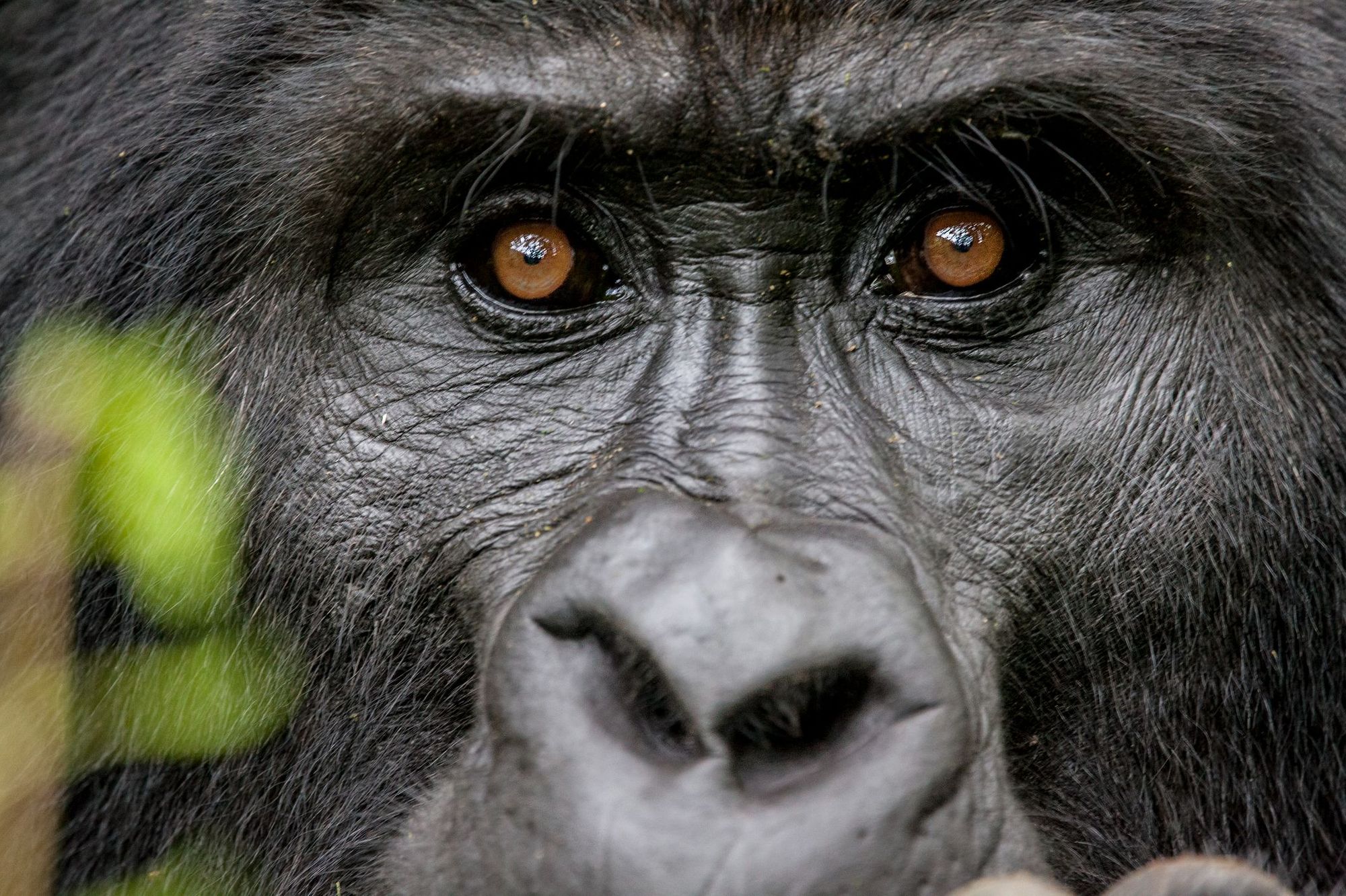 Close up of a silverback mountain gorilla.