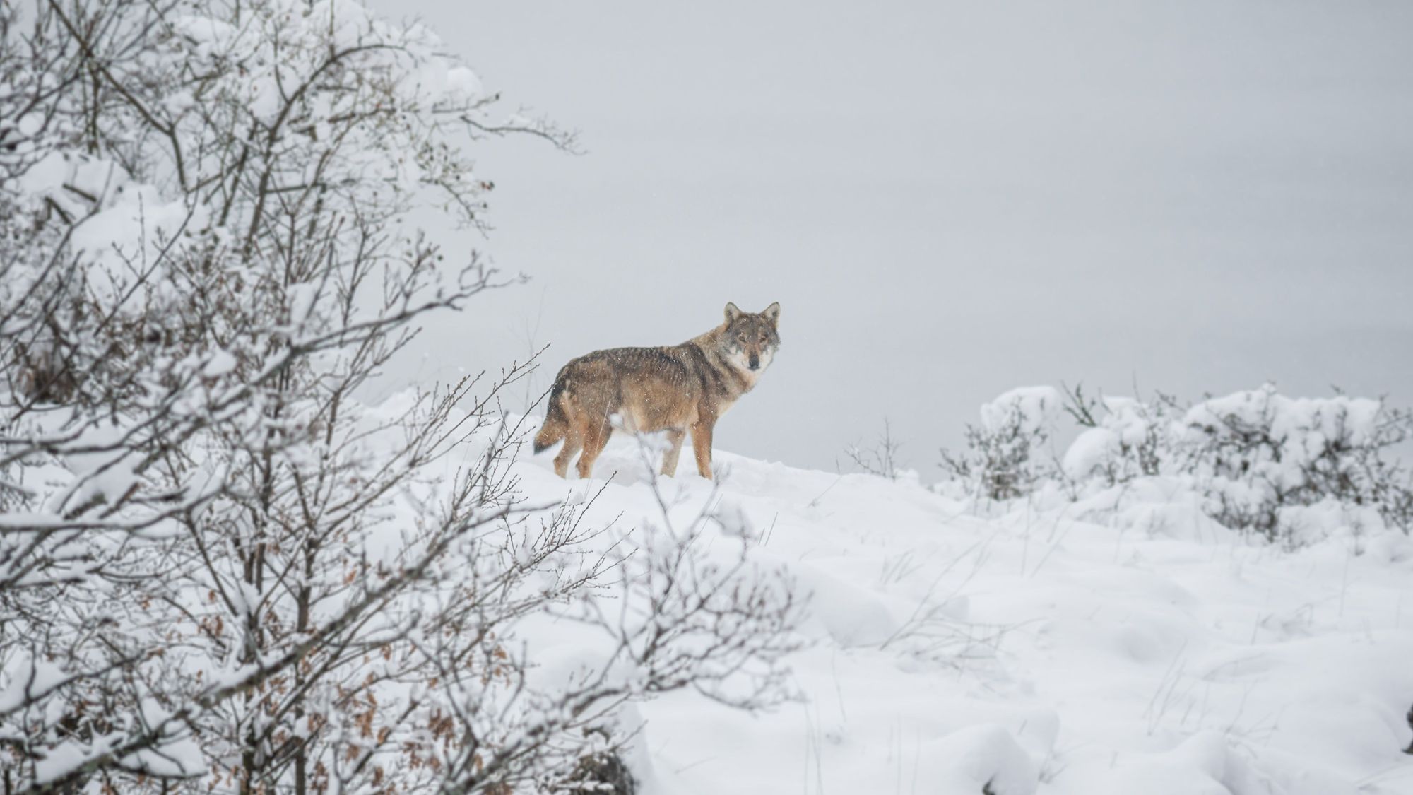 A stunning lone wolf looking out on the central Apennines of Italy. Photo: Getty