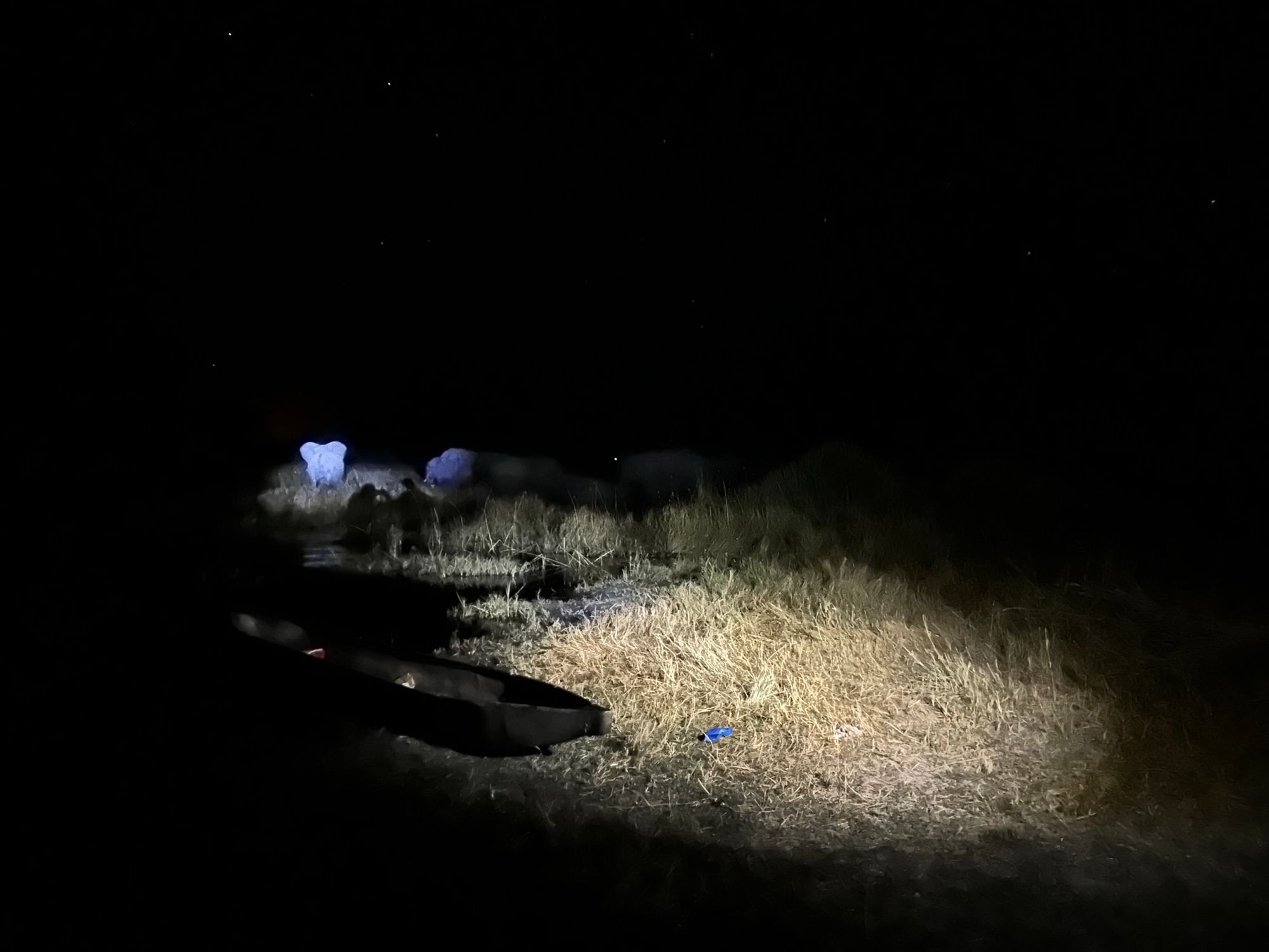 Torchlight highlighting an elephant in the dark wilderness, Botswana.