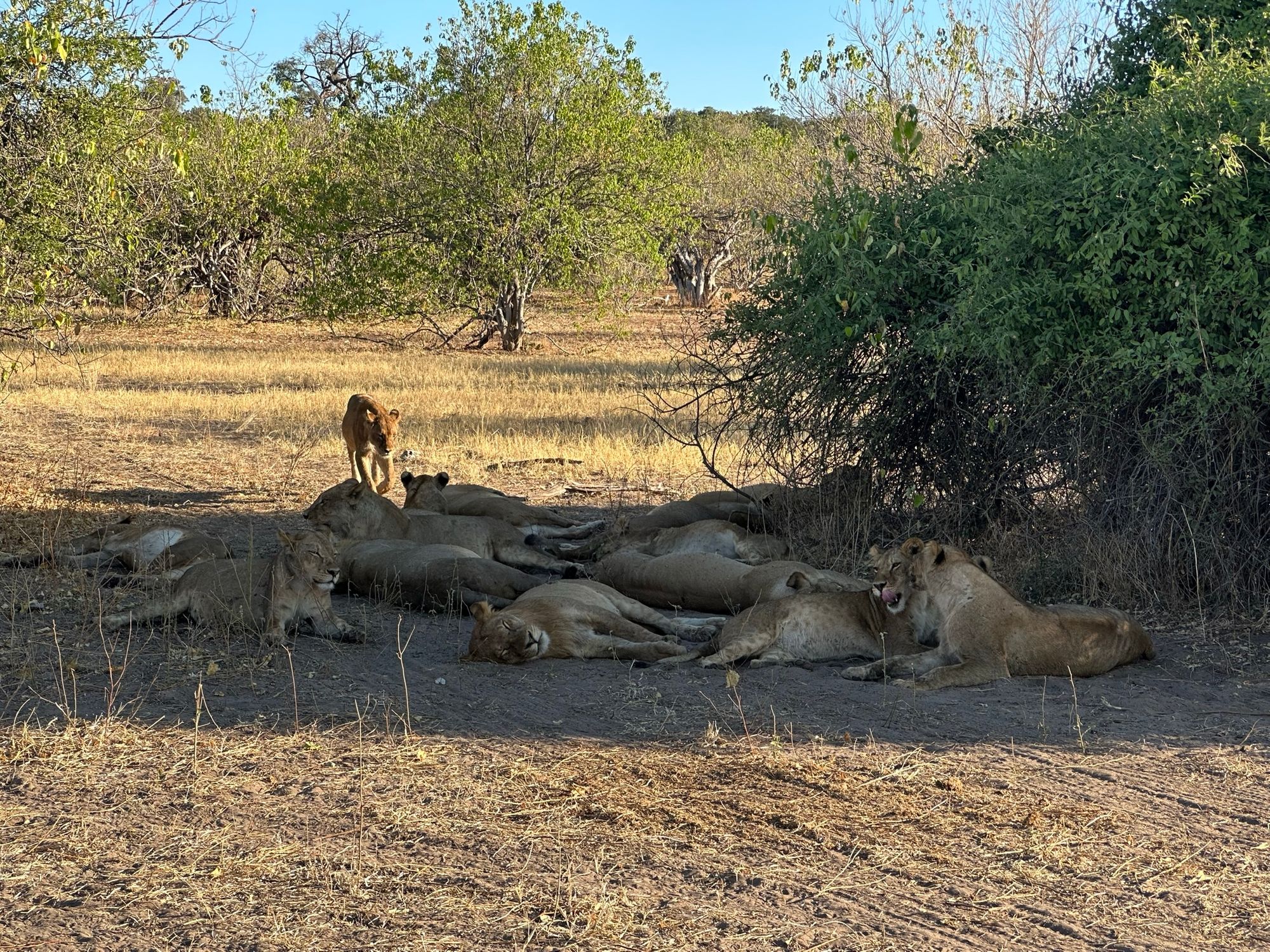 Lions sleeping in the shade in Chobe National Park, Botswana.