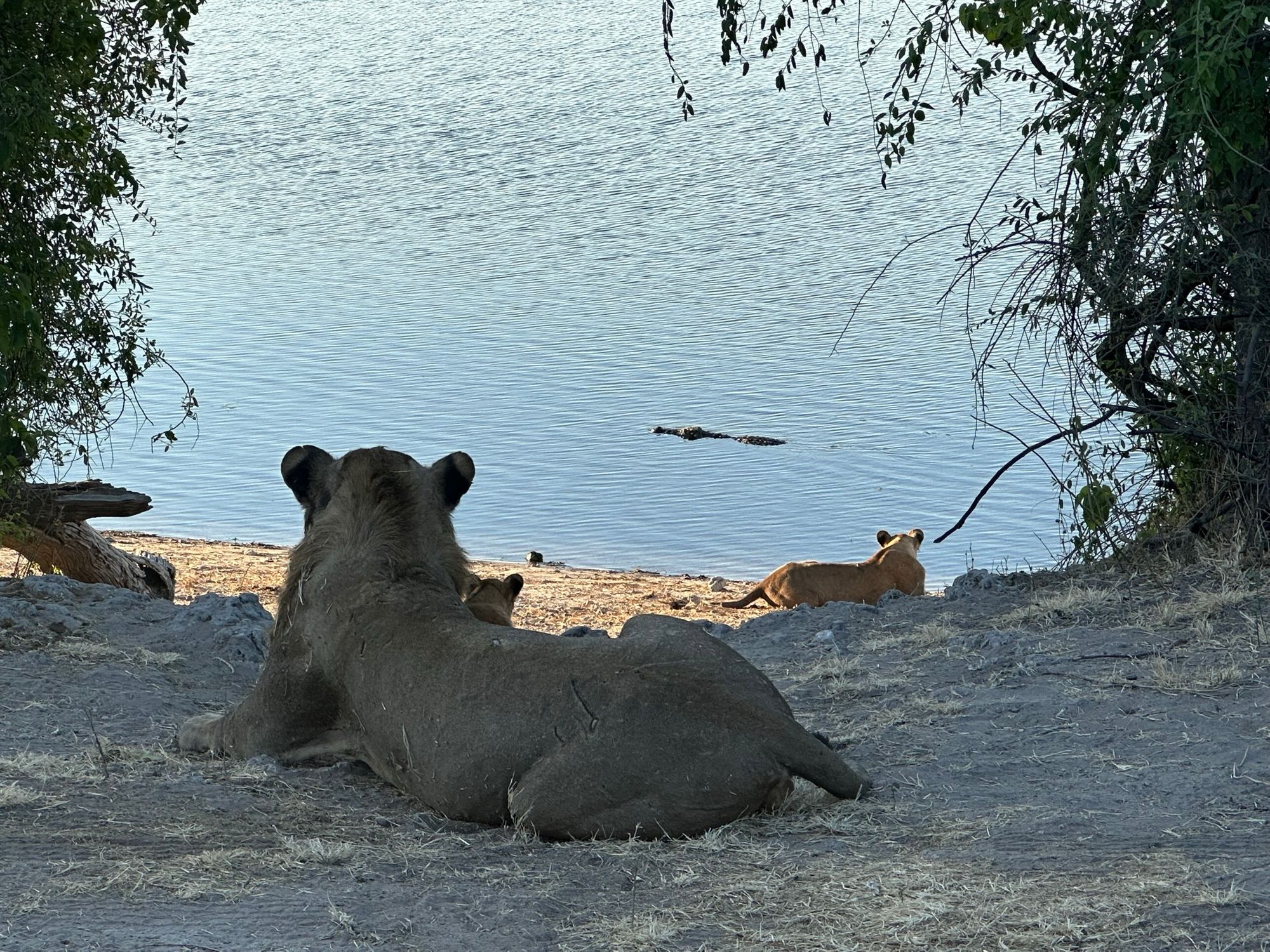 Lions watching a crocodile swimming in Chobe National Park, Botswana.
