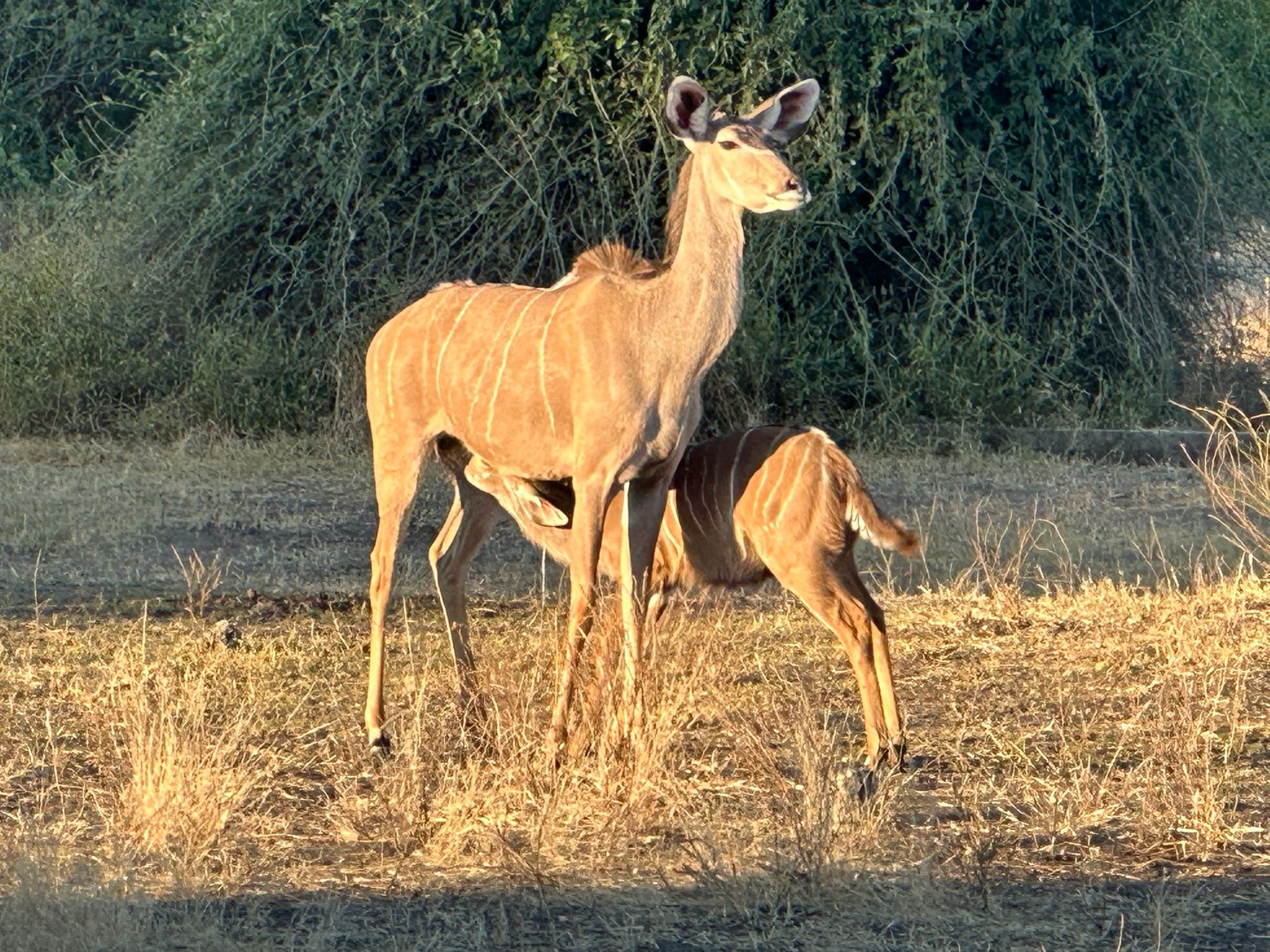 A baby impala feeding from its mother in Chobe National Park, Botswana