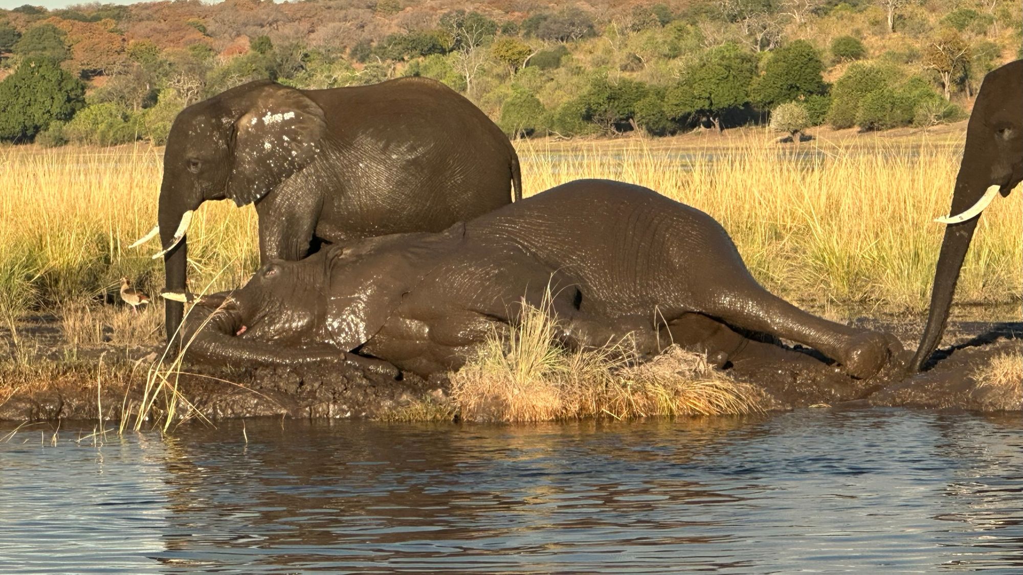 Elephants on the river bank, rolling in mud.