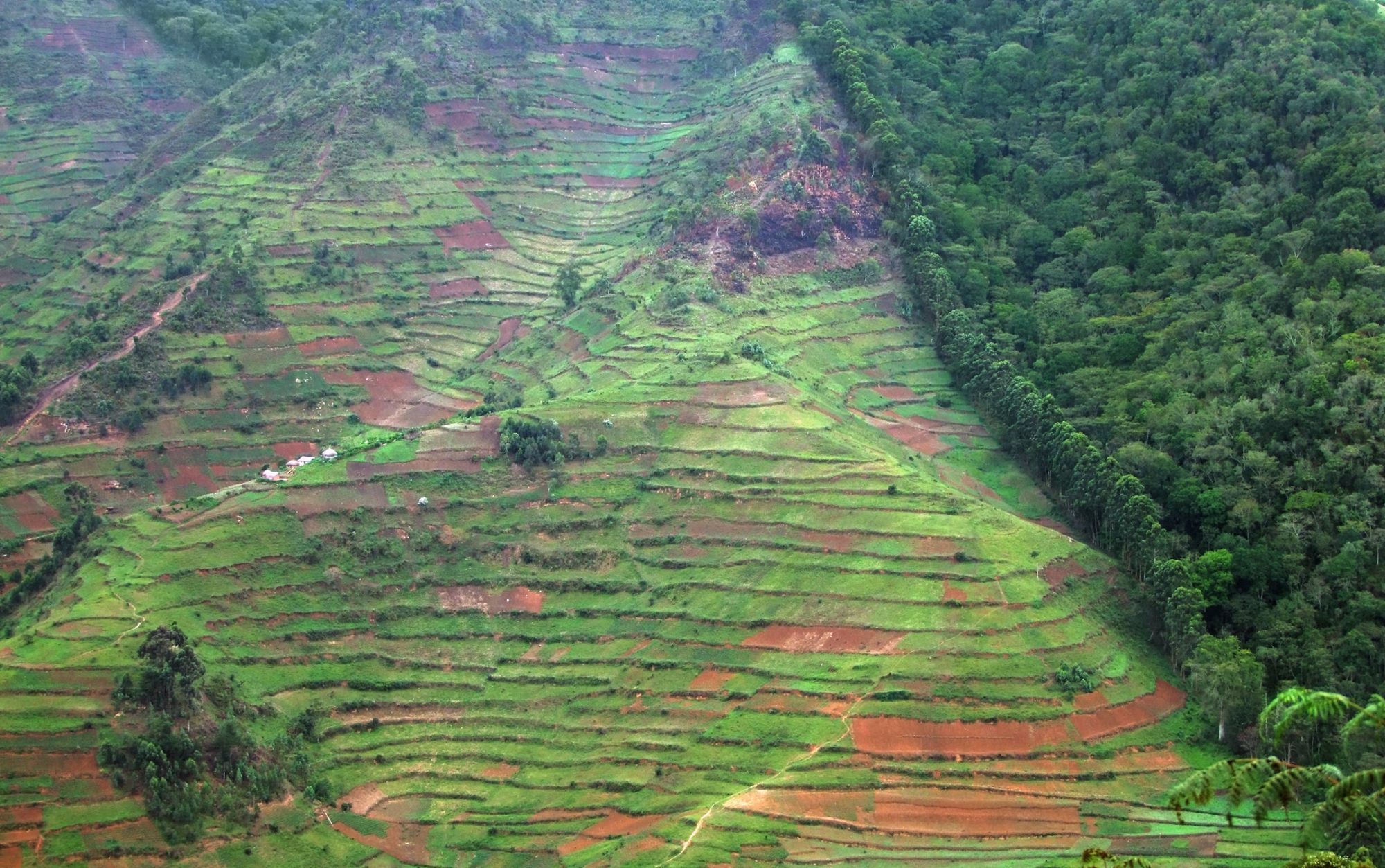 An aerial view of the border of Bwindi Impenetrable Forest, Uganda