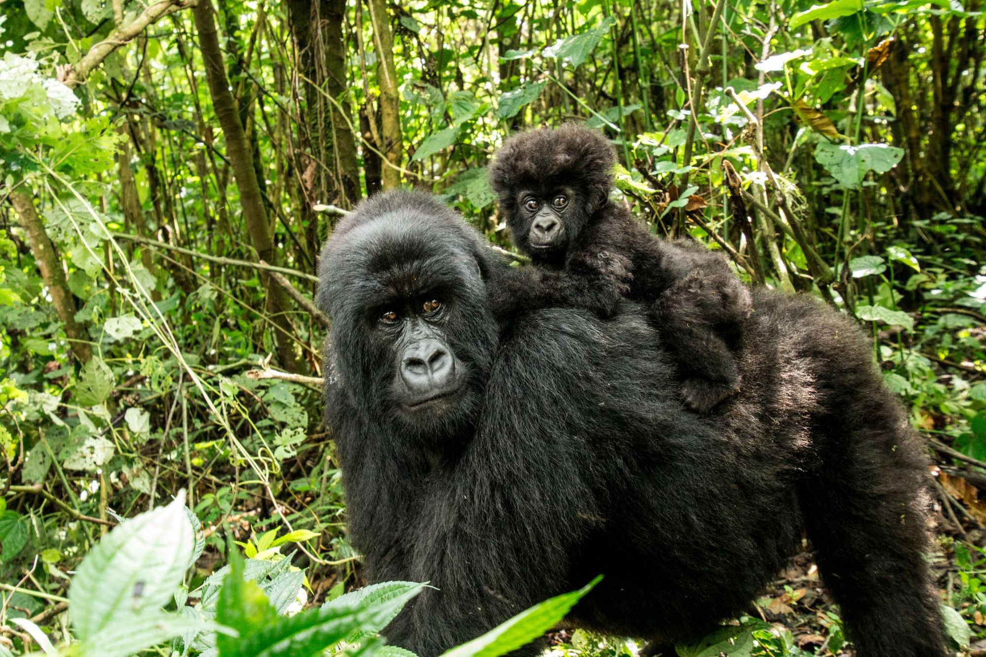 A baby gorilla hitches a ride on its mother's back in Virunga National Park