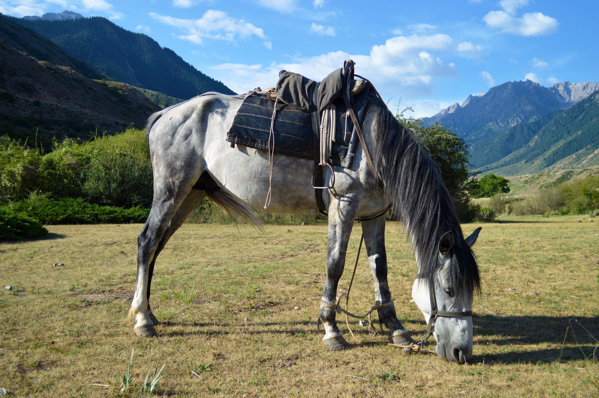 Horse grazing in a valley in Kyrgyzstan.