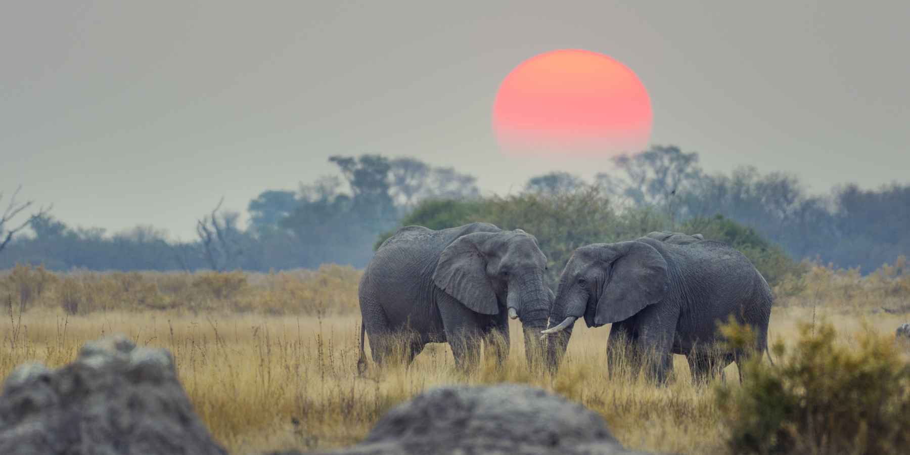 Elephants in Botswana. Photo: Getty.