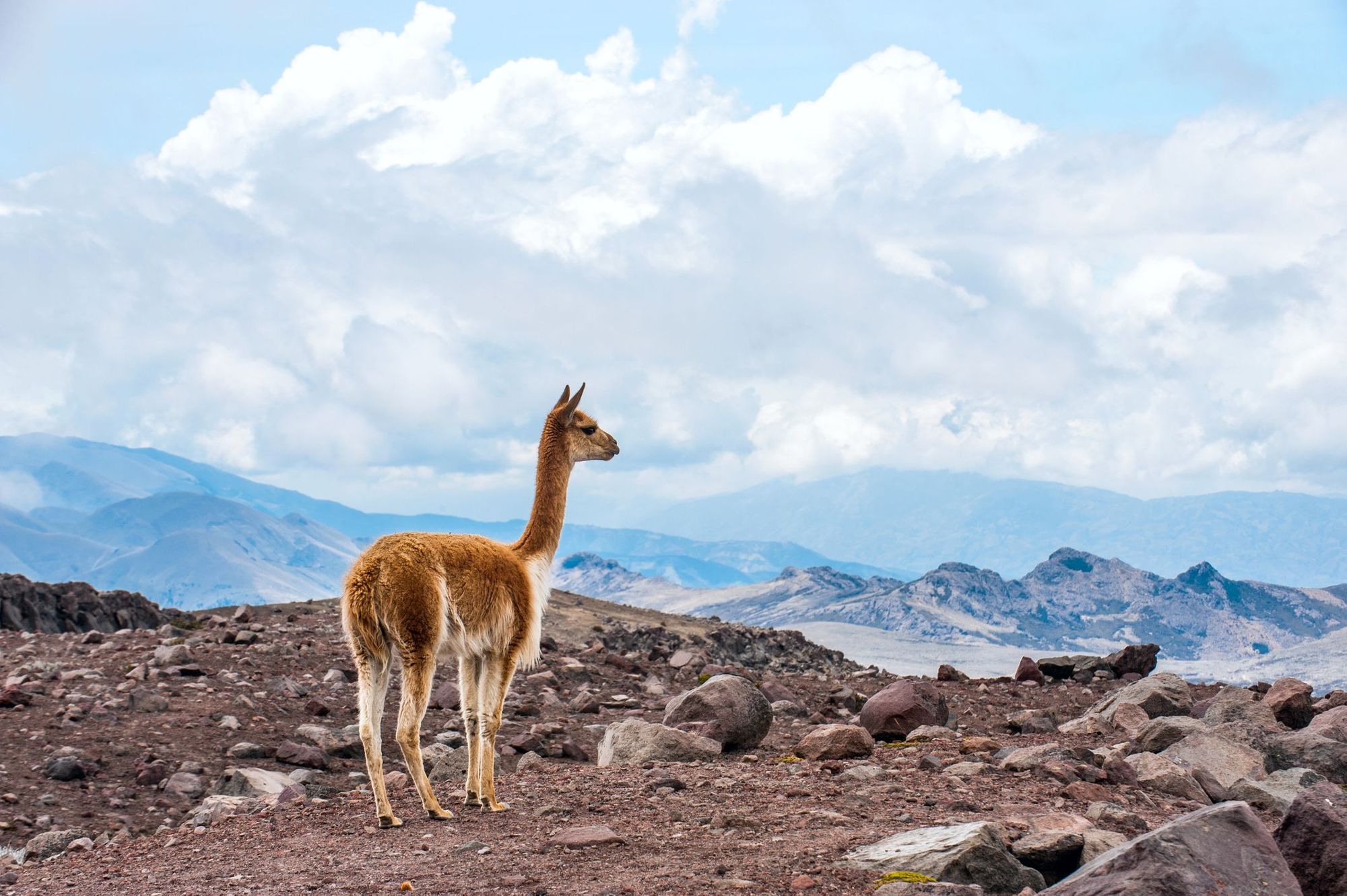 An alpaca in the Ecuadorian Andes. Photo: Getty.