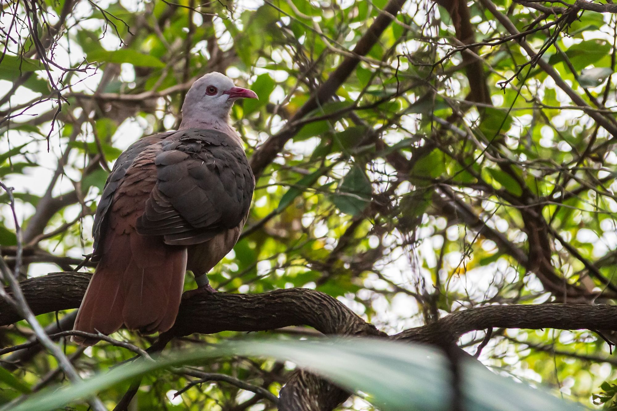 An endemic Mauritius pink pigeon on Ile aux Aigrettes, a nature reserve in Mauritius