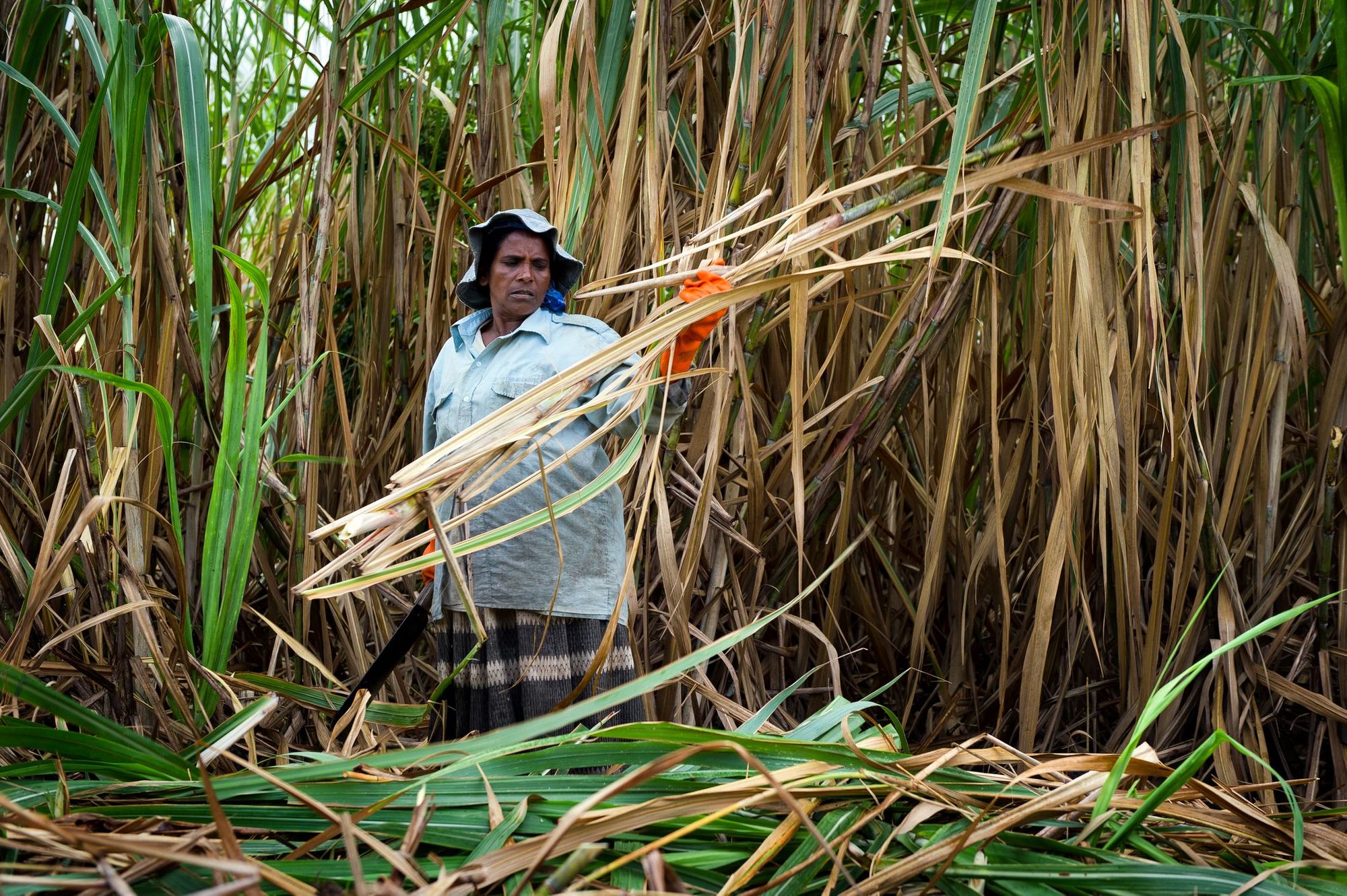 A woman harvesting sugarcane in Mauritius