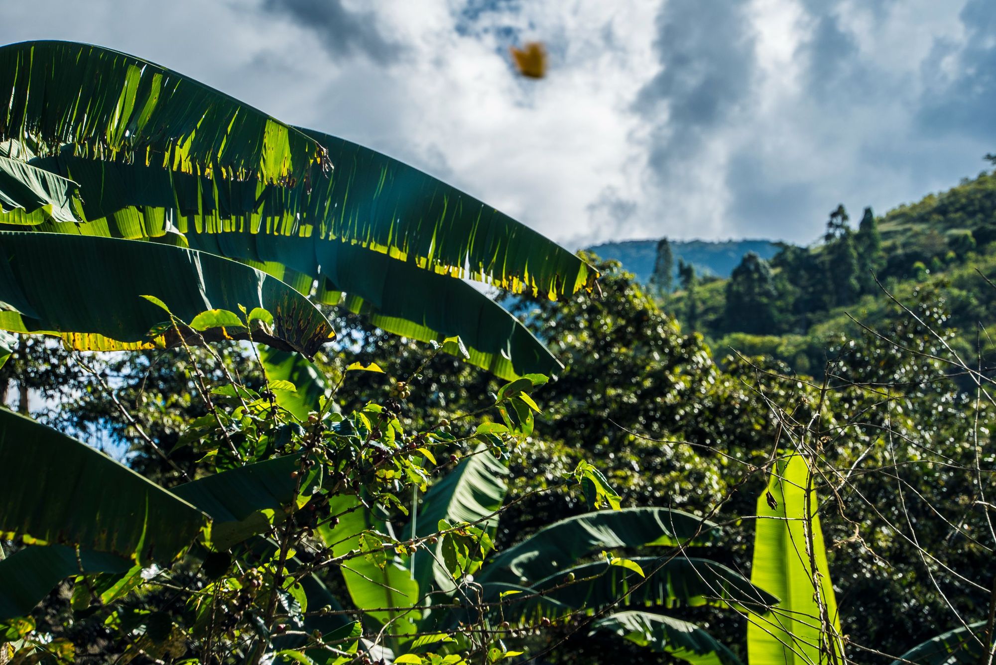 As well as the vast mountains and valleys, you'll pass a whole lot of lush greenery on the Salkantay Trek. Photo: Getty