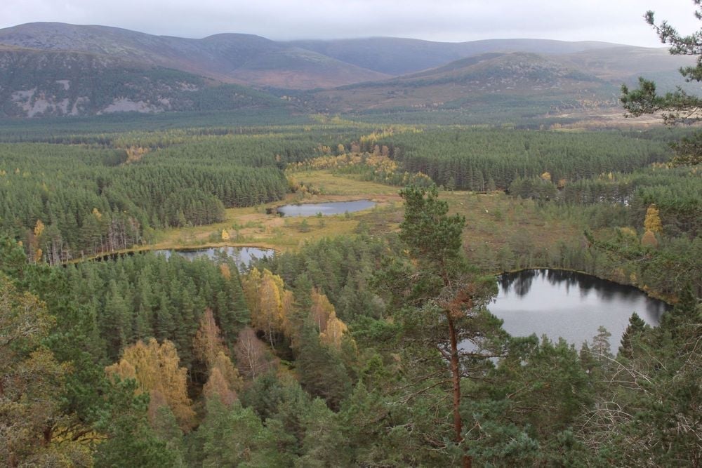The view out over three of the small lochans and the forests, with the hills rising up behind. Photo: Stuart Kenny