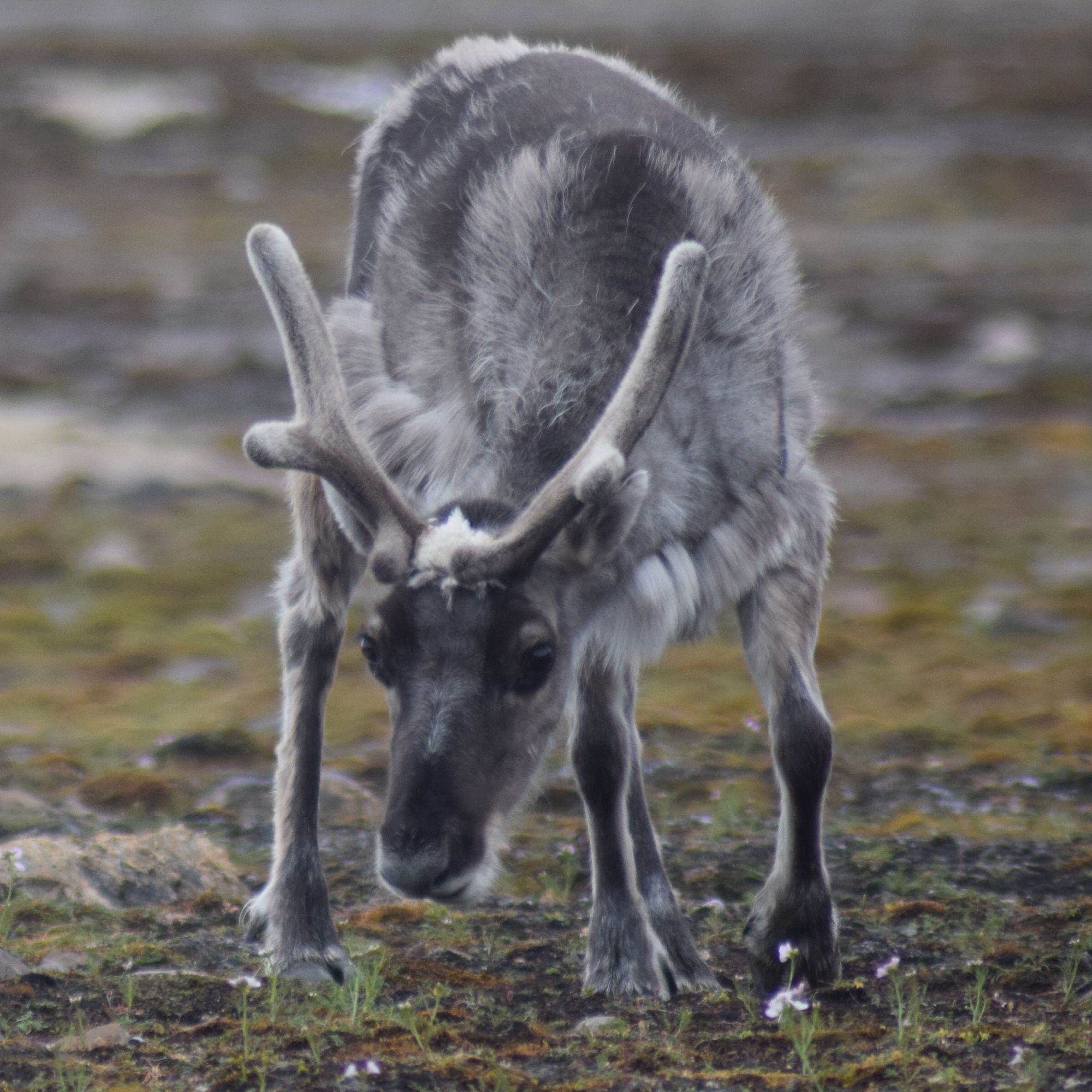 A small reindeer grazing the sparse ground in Svalbard.
