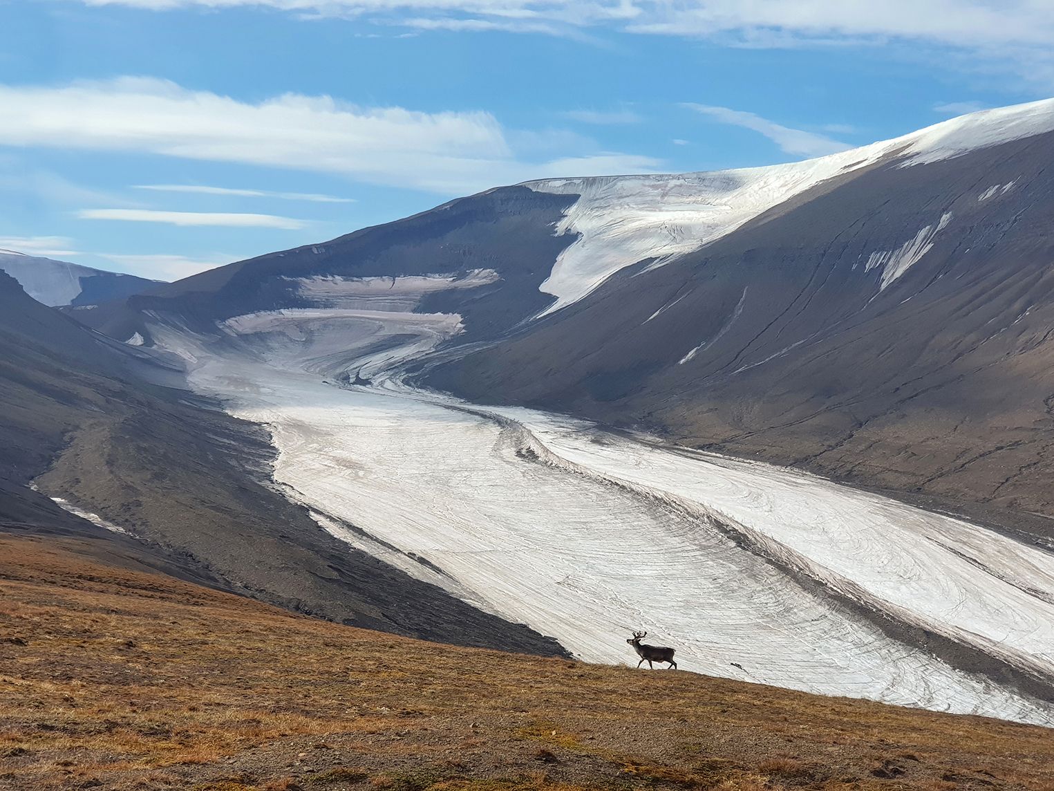 A reindeer spotted on Sarkofagen Mountain, on the island of Svalbard.
