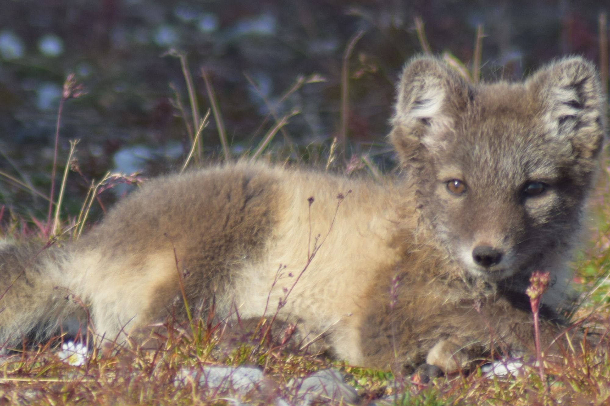 A young Arctic fox pup sitting in the sun in Svalbard.