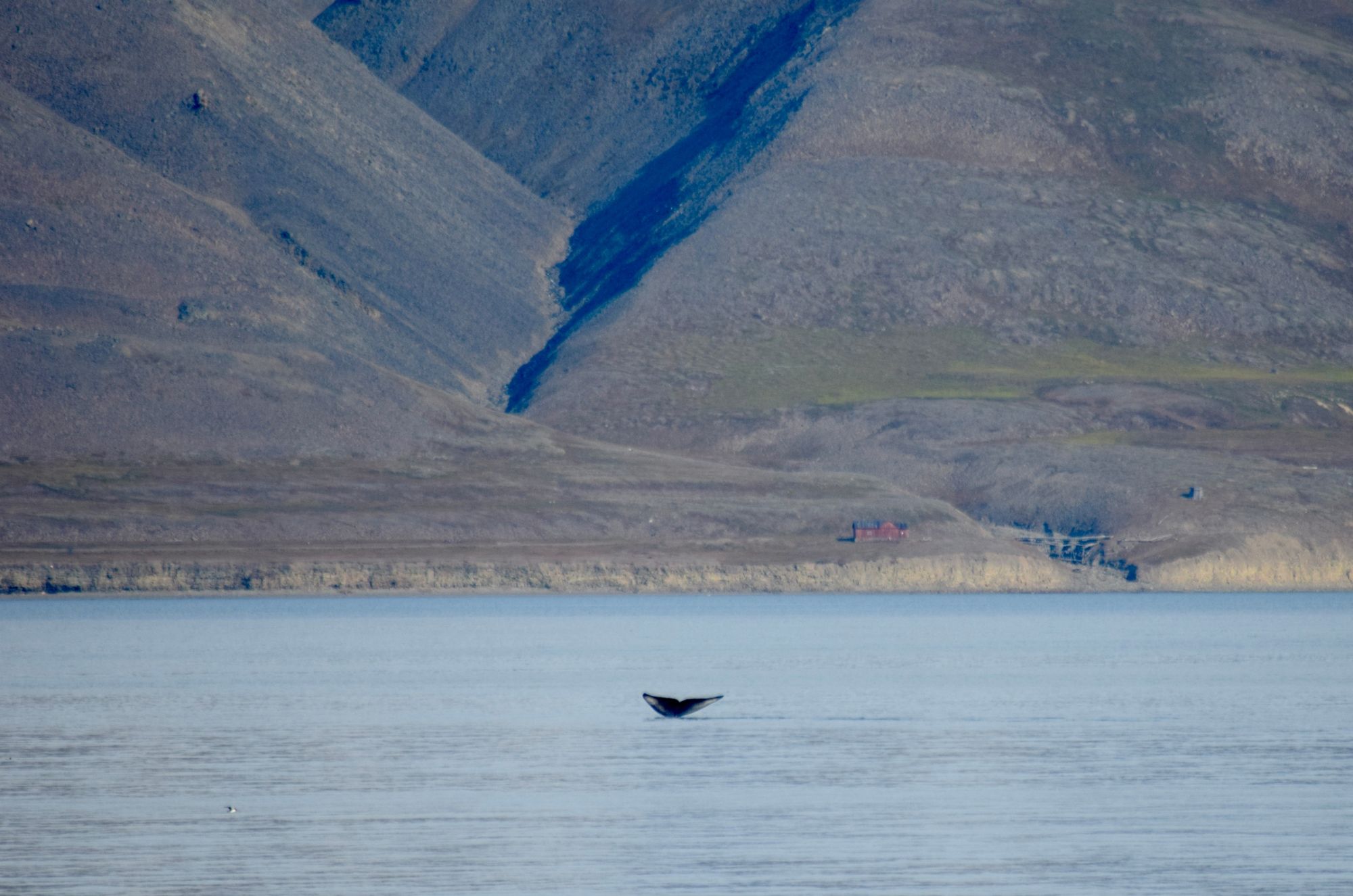 A whale's tail protruding from the sea, with the mountains of Svalbard rising in the background. 