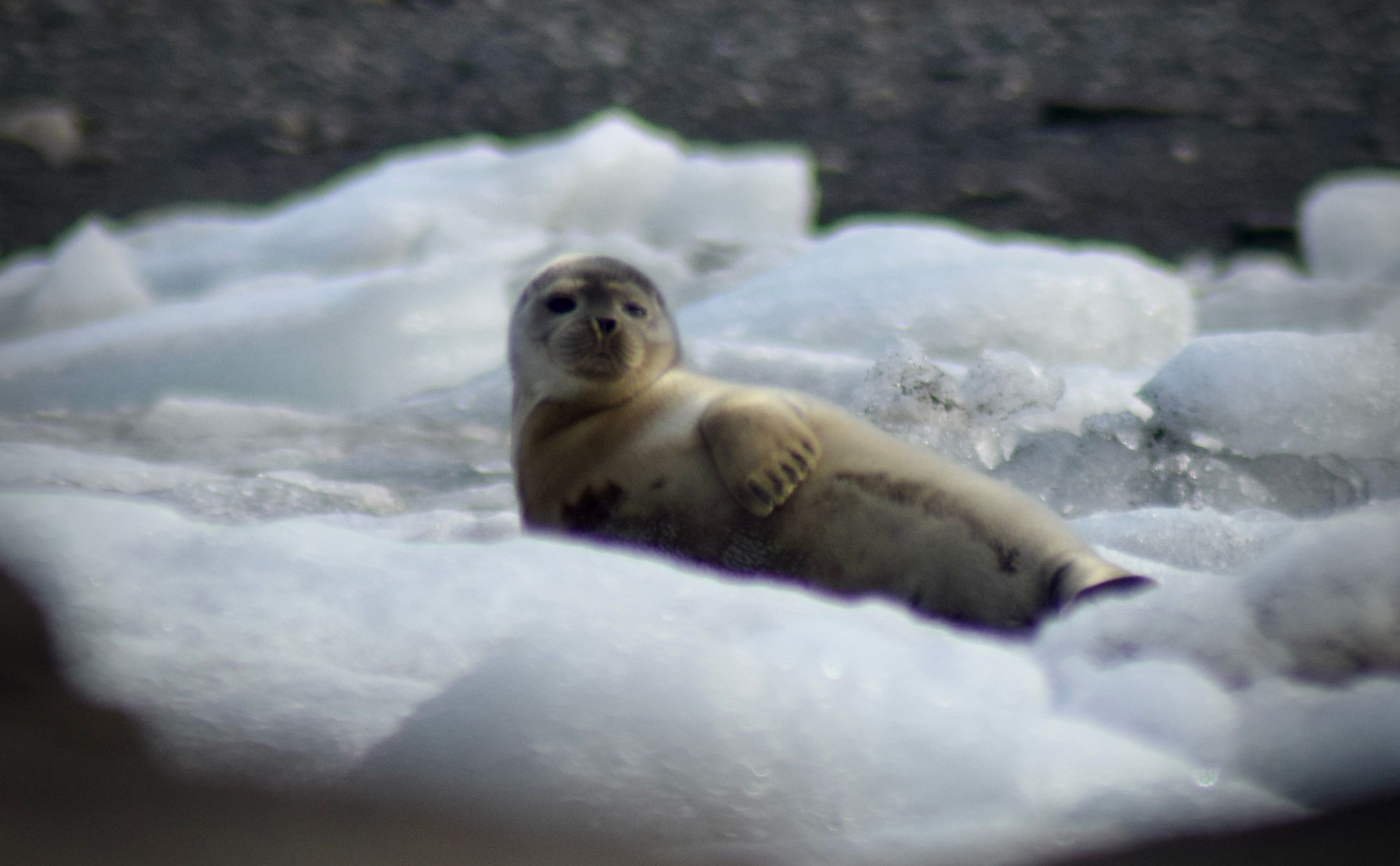 View through binoculars of a baby seal lying on a raft of ice in Svalbard.