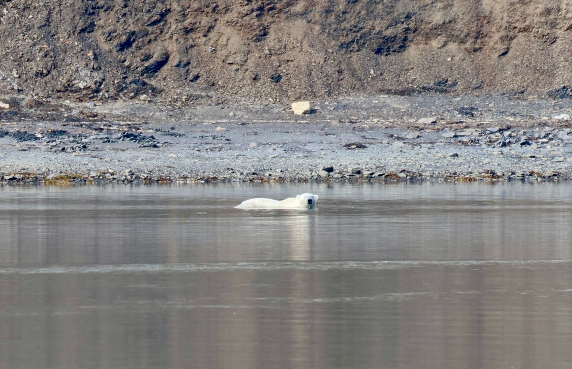 A polar bear submerged in the water just off shore, Spitsbergen Island.