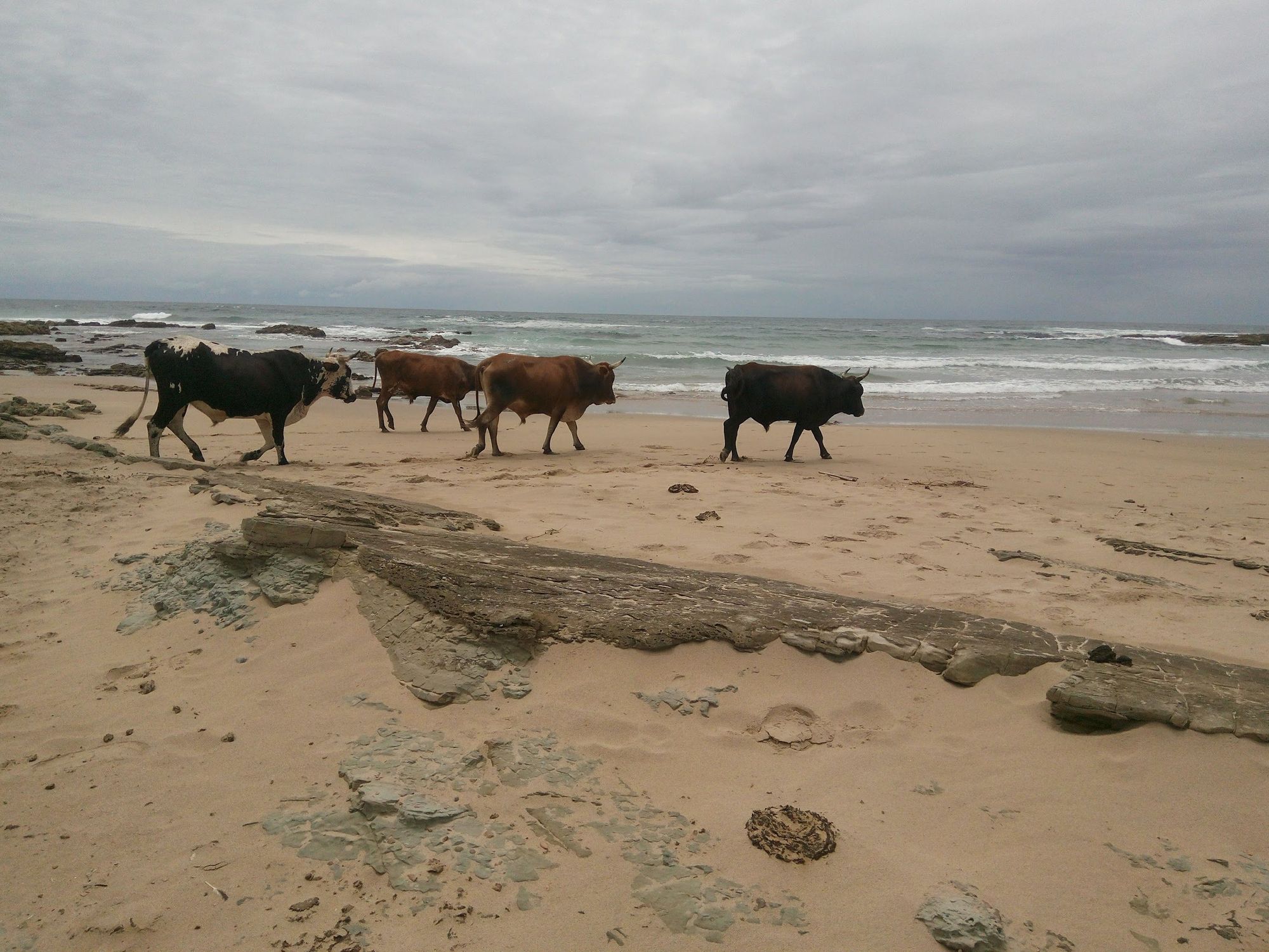 Cows on a beach along the Wild Coast. Photo: Sustaining the Wild Coast.