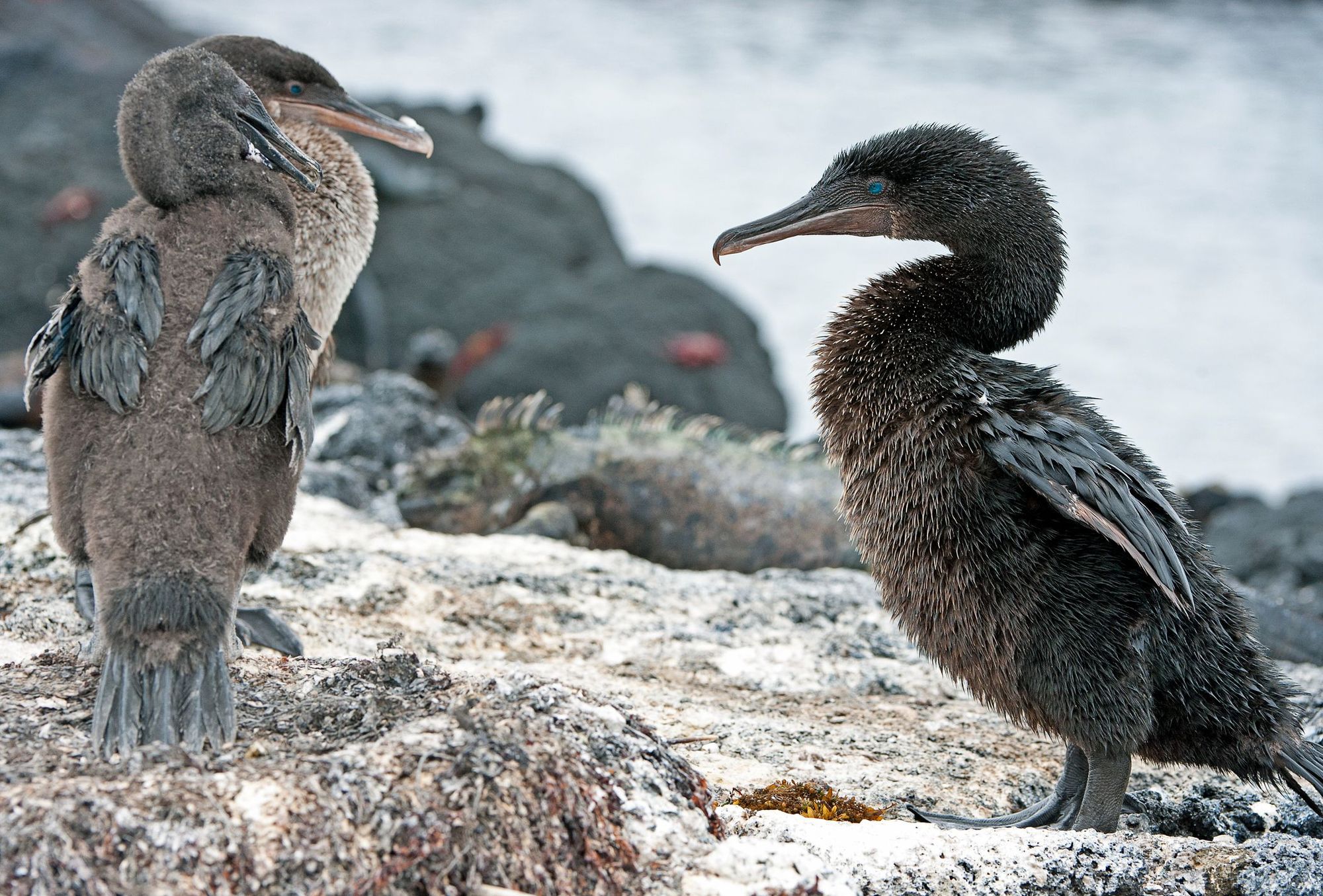 Flightless cormorants on the Galapagos Islands.
