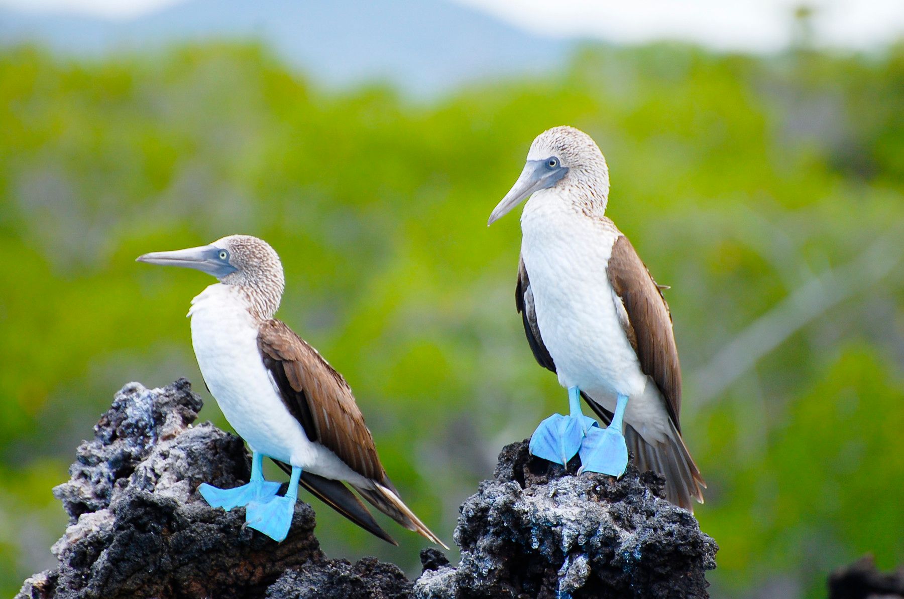Blue-footed boobies, on the Galapagos Islands.