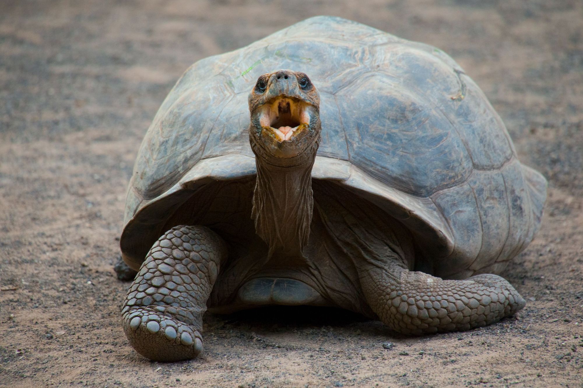 A Galapagos Giant Tortoise. Photo: Getty.