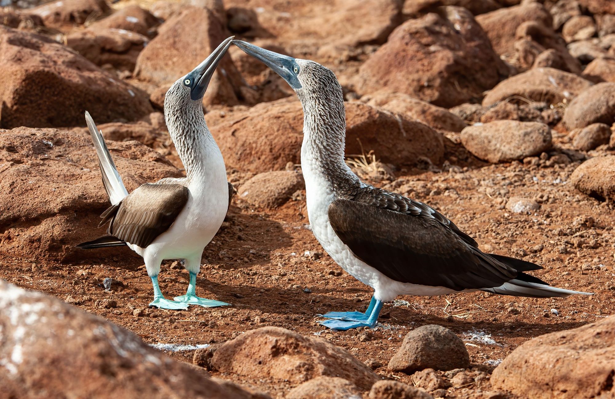 Two blue-footed boobies conducting a courtship ritual. Photo: Getty.