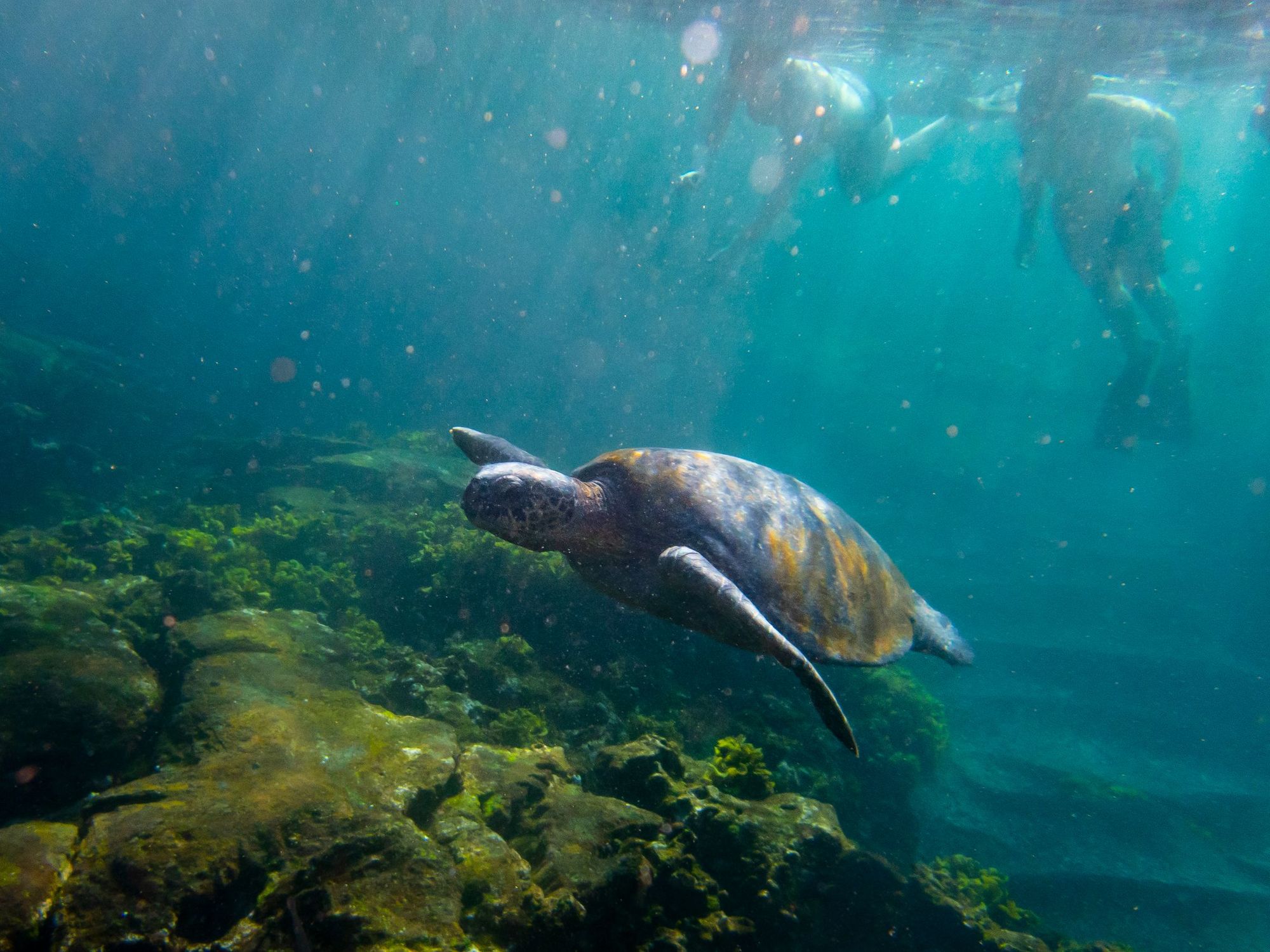 Snorkelling at Concha de Perla, the Galapagos Islands. Photo: Getty.