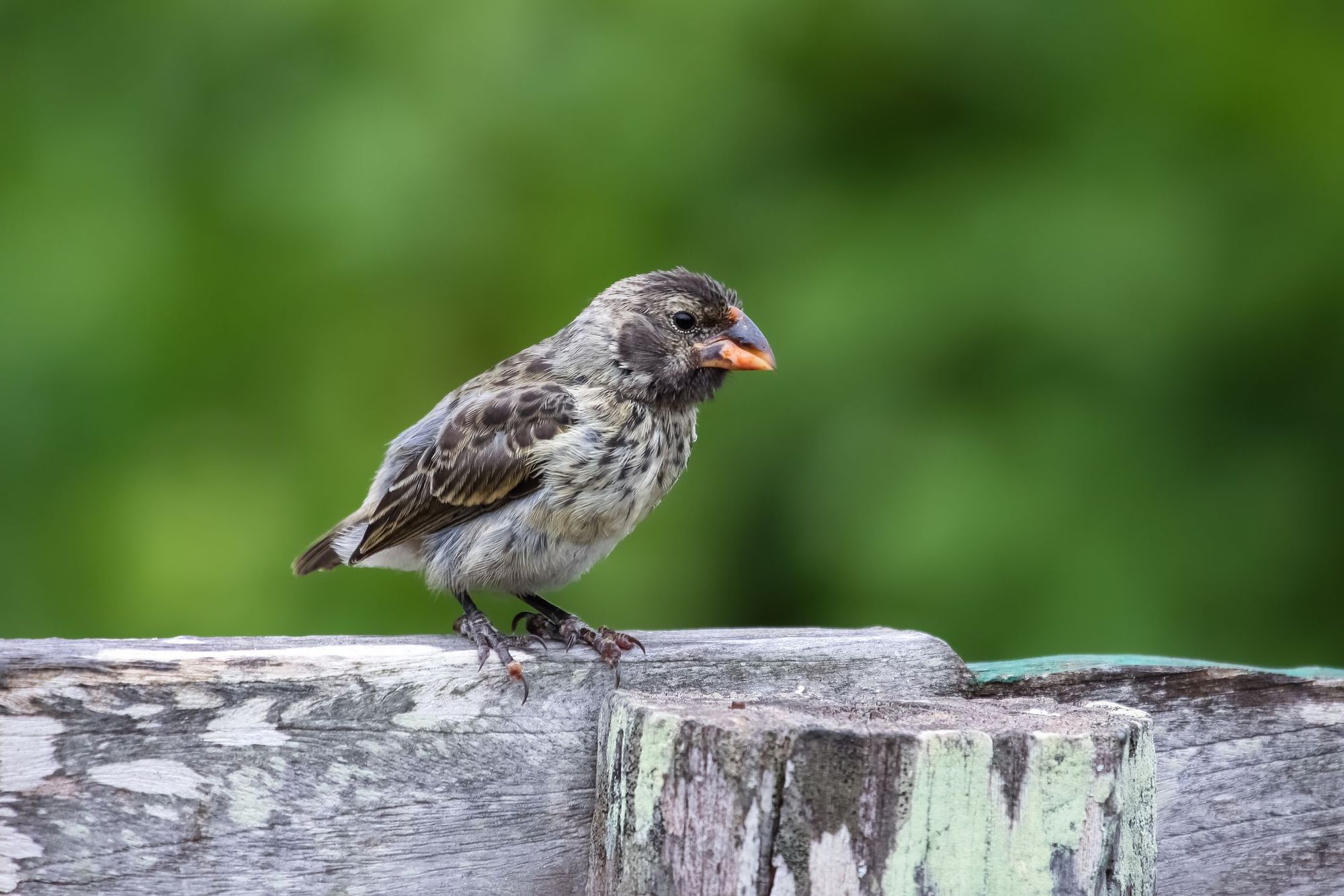 A medium ground finch, one of the sub-species of Darwin's finches. Photo: Getty.