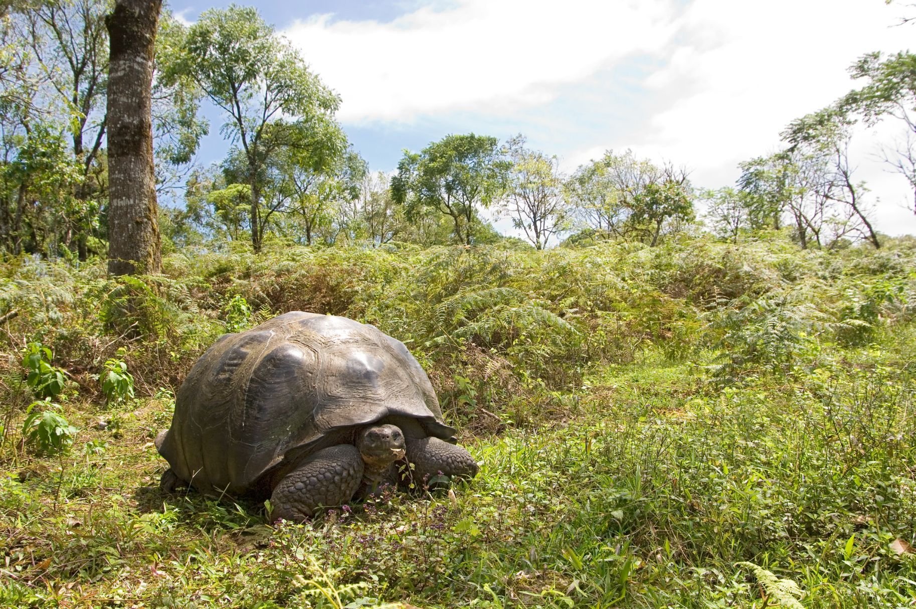 A Galapagos giant tortoise enjoying the sunshine at El Chato Reserve, Galapagos. Photo: Getty.