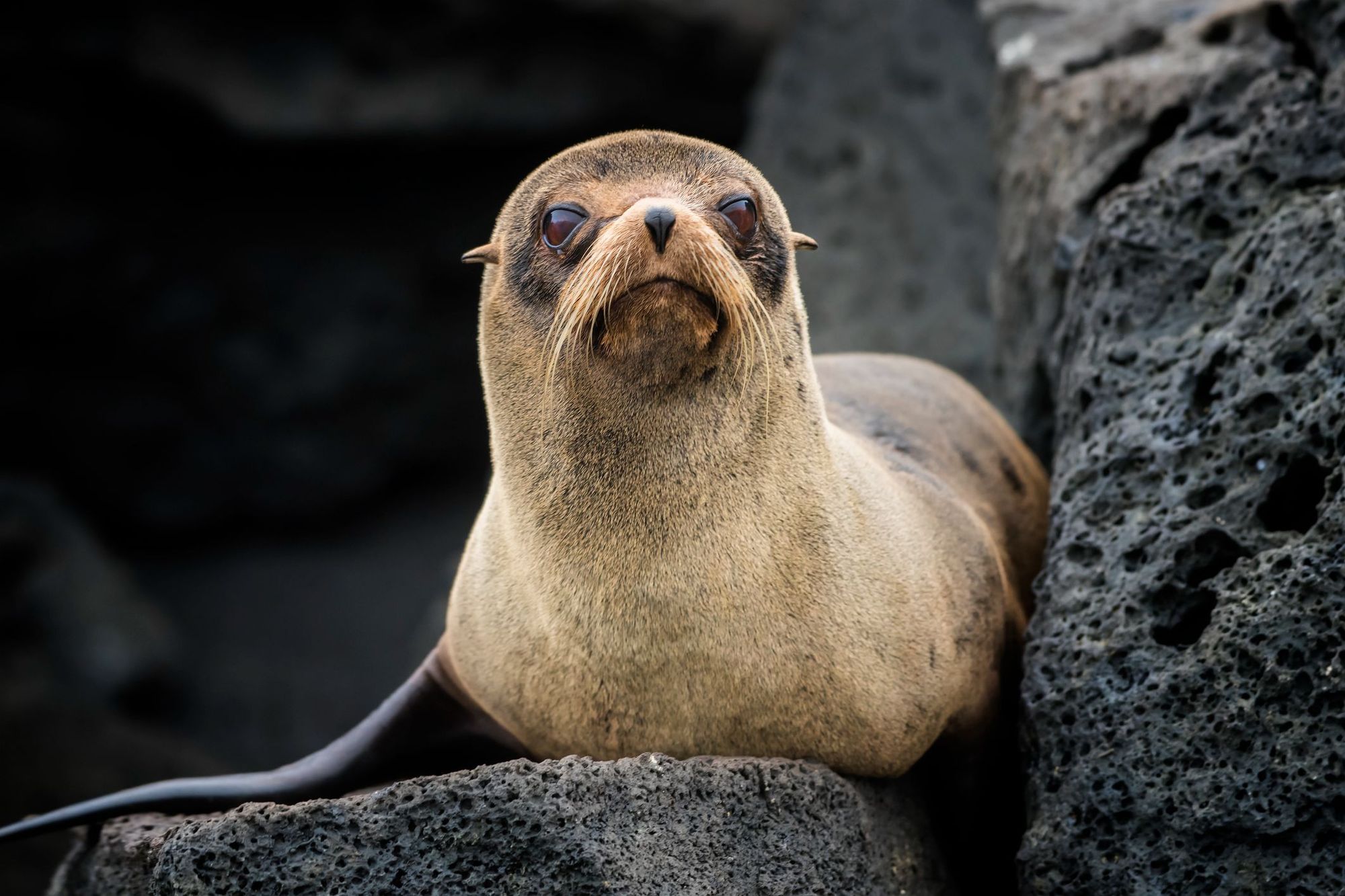 The endemic Galapagos fur seal. Photo: Getty.