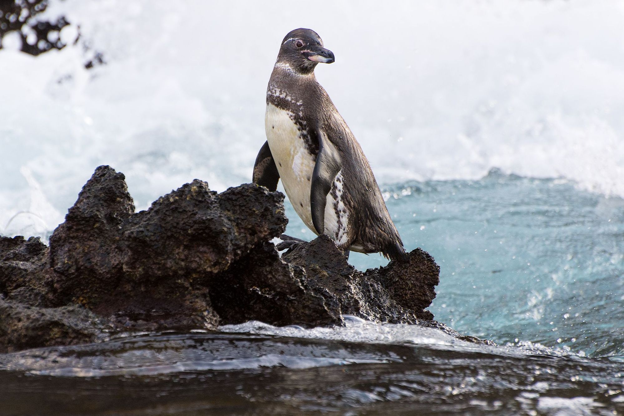 A Galapagos penguin perched on a rocky shoreline. Photo: Getty.