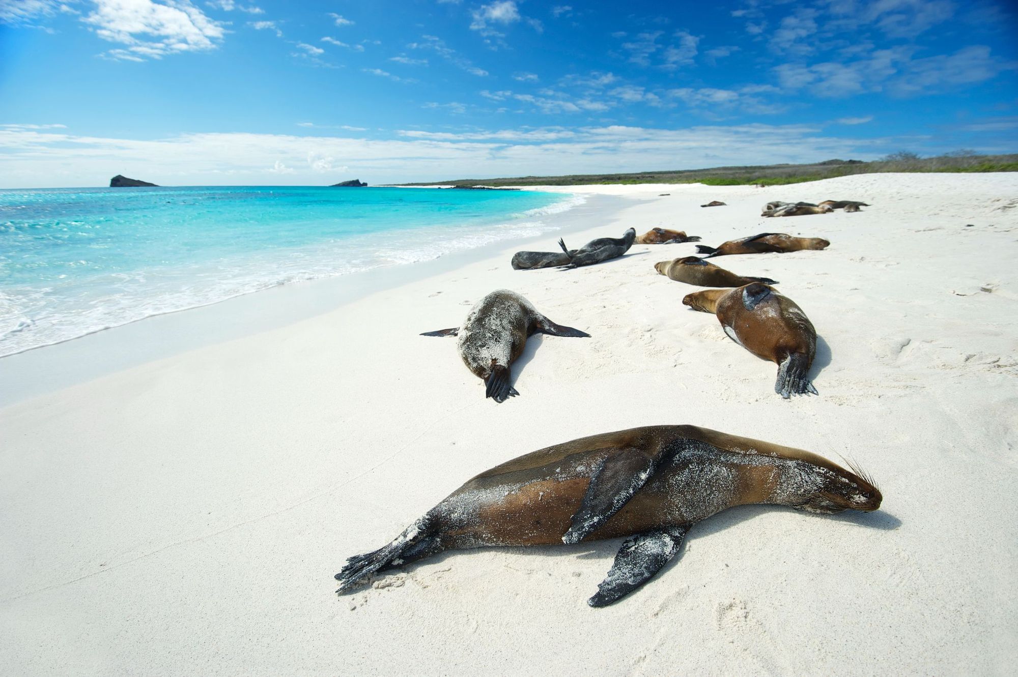 Galapagos sea lions relaxing on the beach. Photo: Getty.