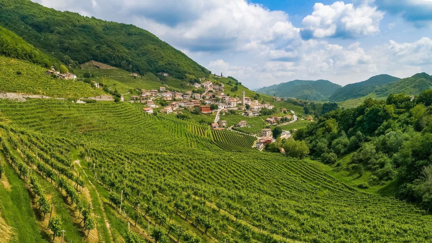 Laura's family vineyards within the Prosecco DOCG zone. Photo: Laura Pietrovecchio