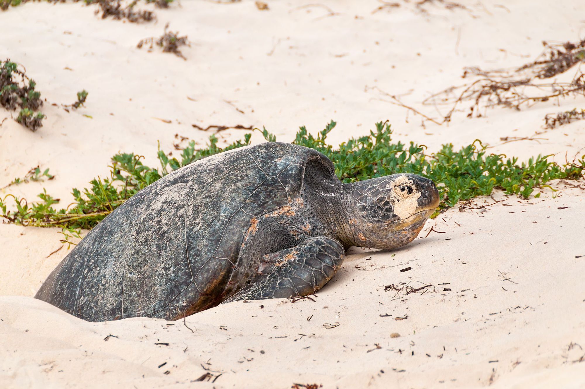 A green turtle lays its eggs on Floreana Island, the Galapagos. Photo: Getty.