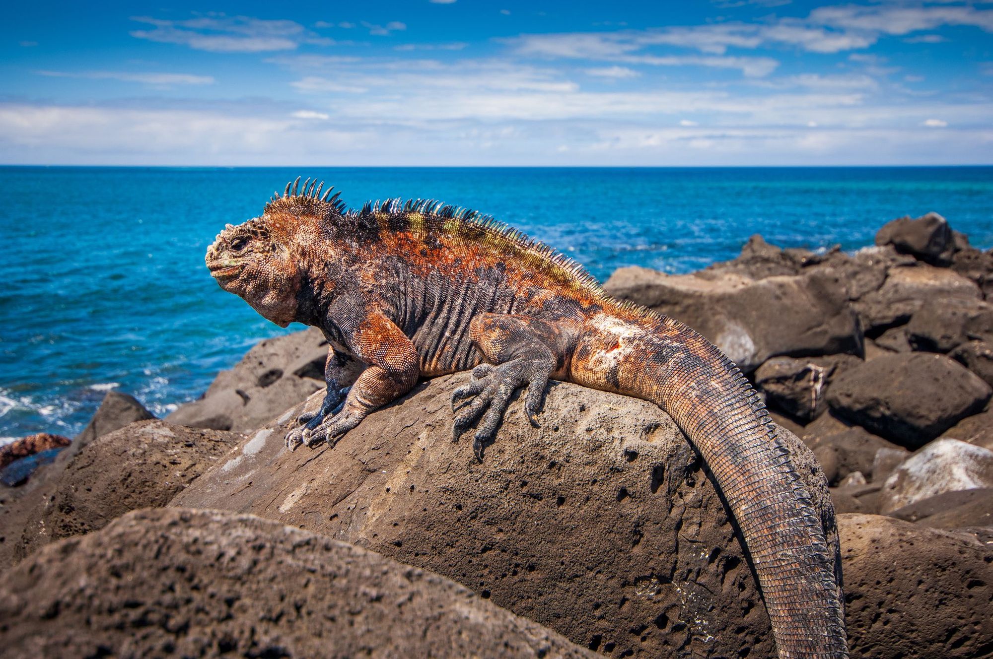 A Galapagos marine iguana, perching on the rocky shoreline of the Galapagos Islands