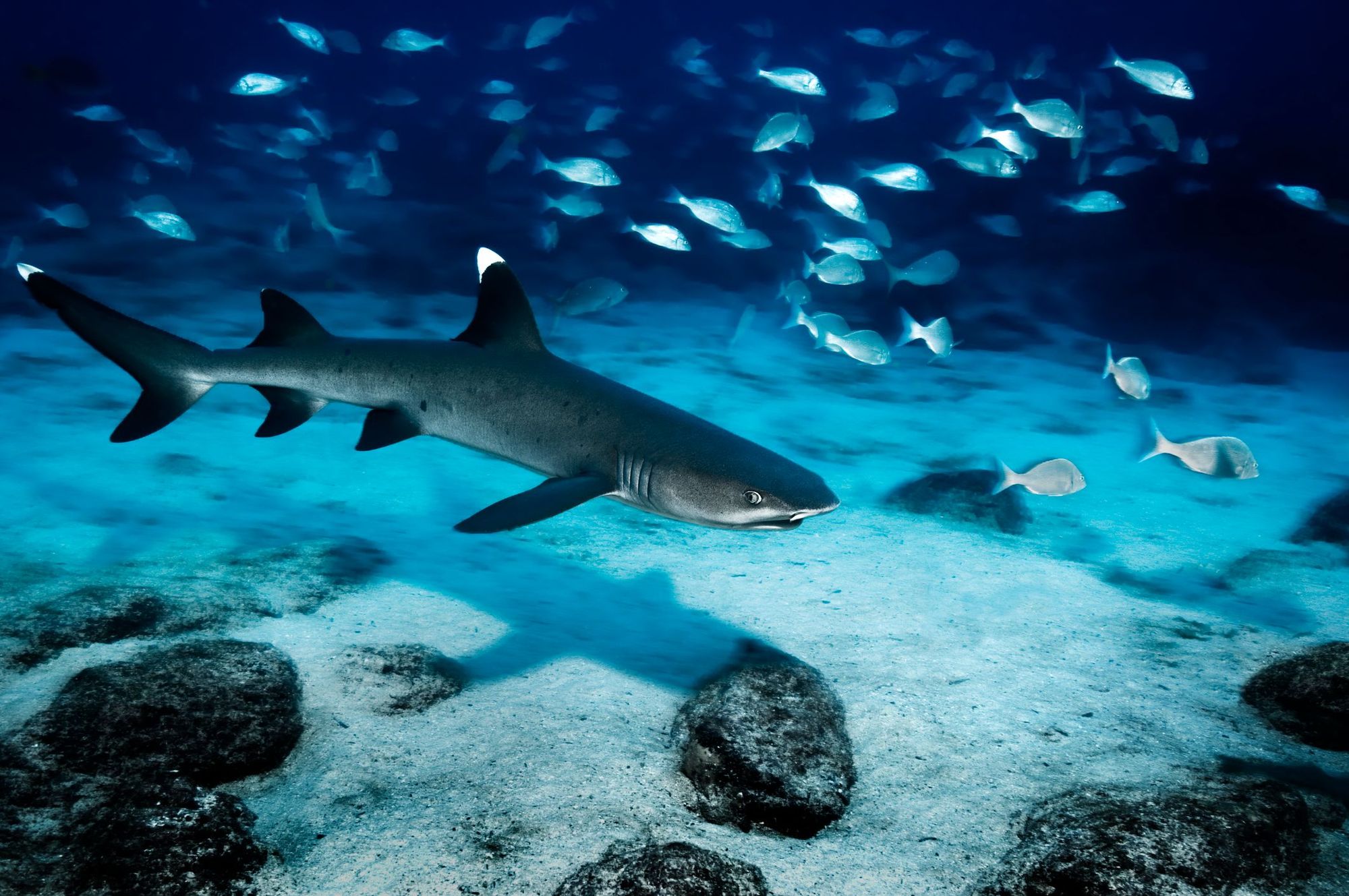 A white-tipped reef shark in the waters around Islote las Tintoreras. Photo: Getty.