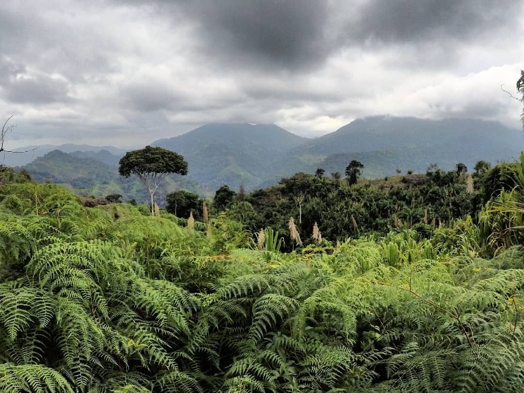 Una vista de la selva desde Ciudad Perdita, también conocida como Deuna o la Ciudad Perdida.  Foto de : Stuart Kenny