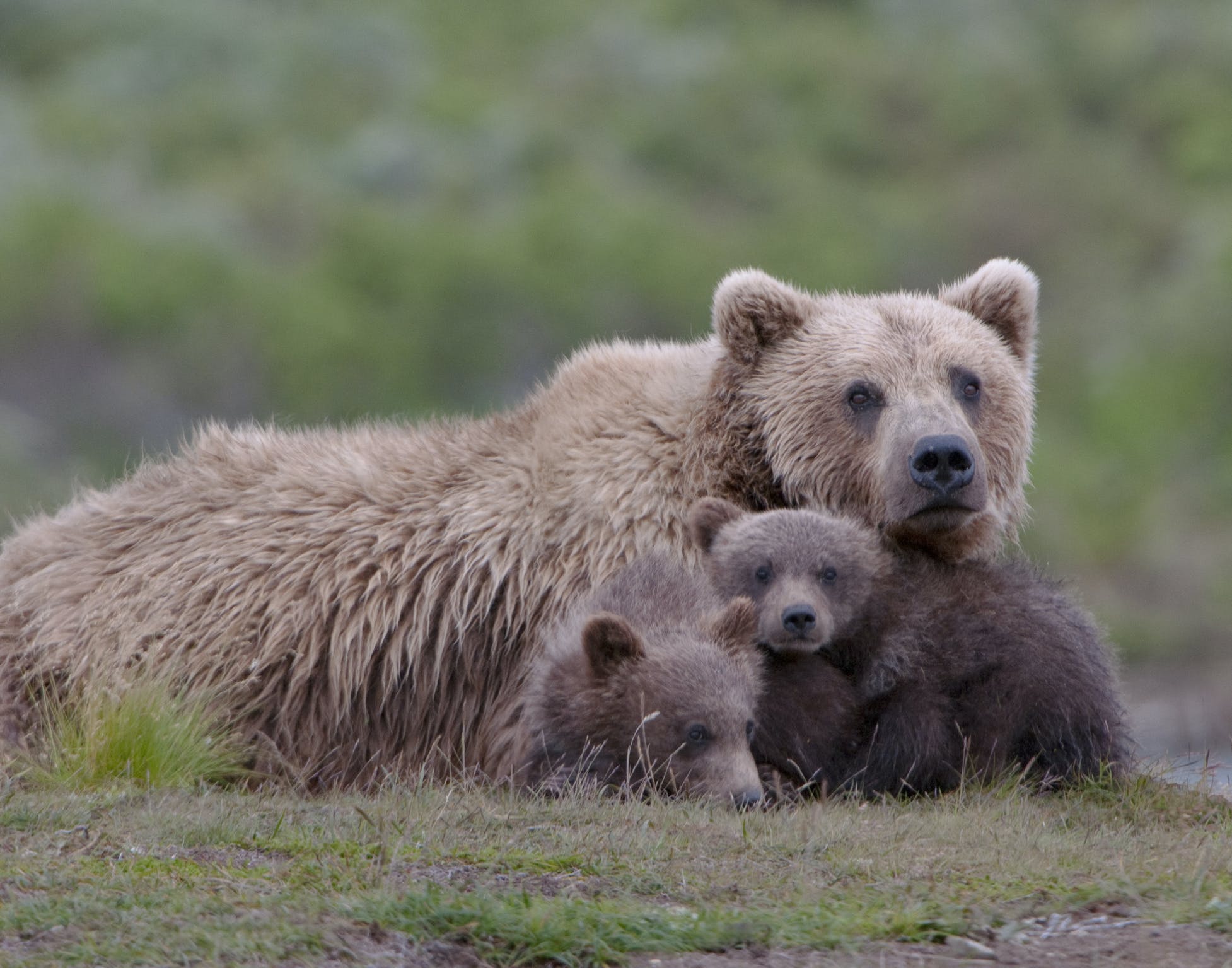 A female bear and her cubs in Denali National Park. Photo: Getty.