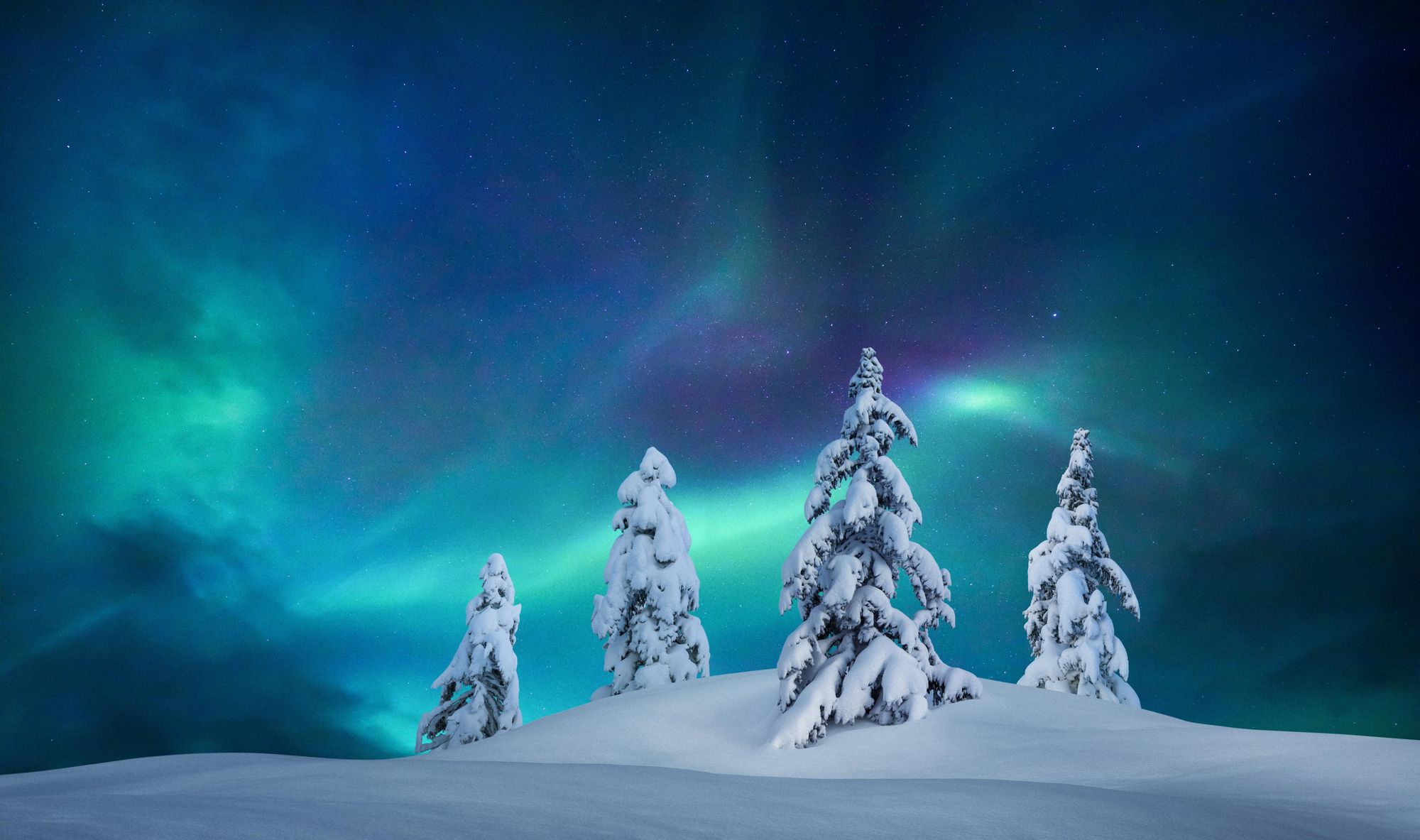 Snow-laden spruce trees under the aurora. Photo: Getty.