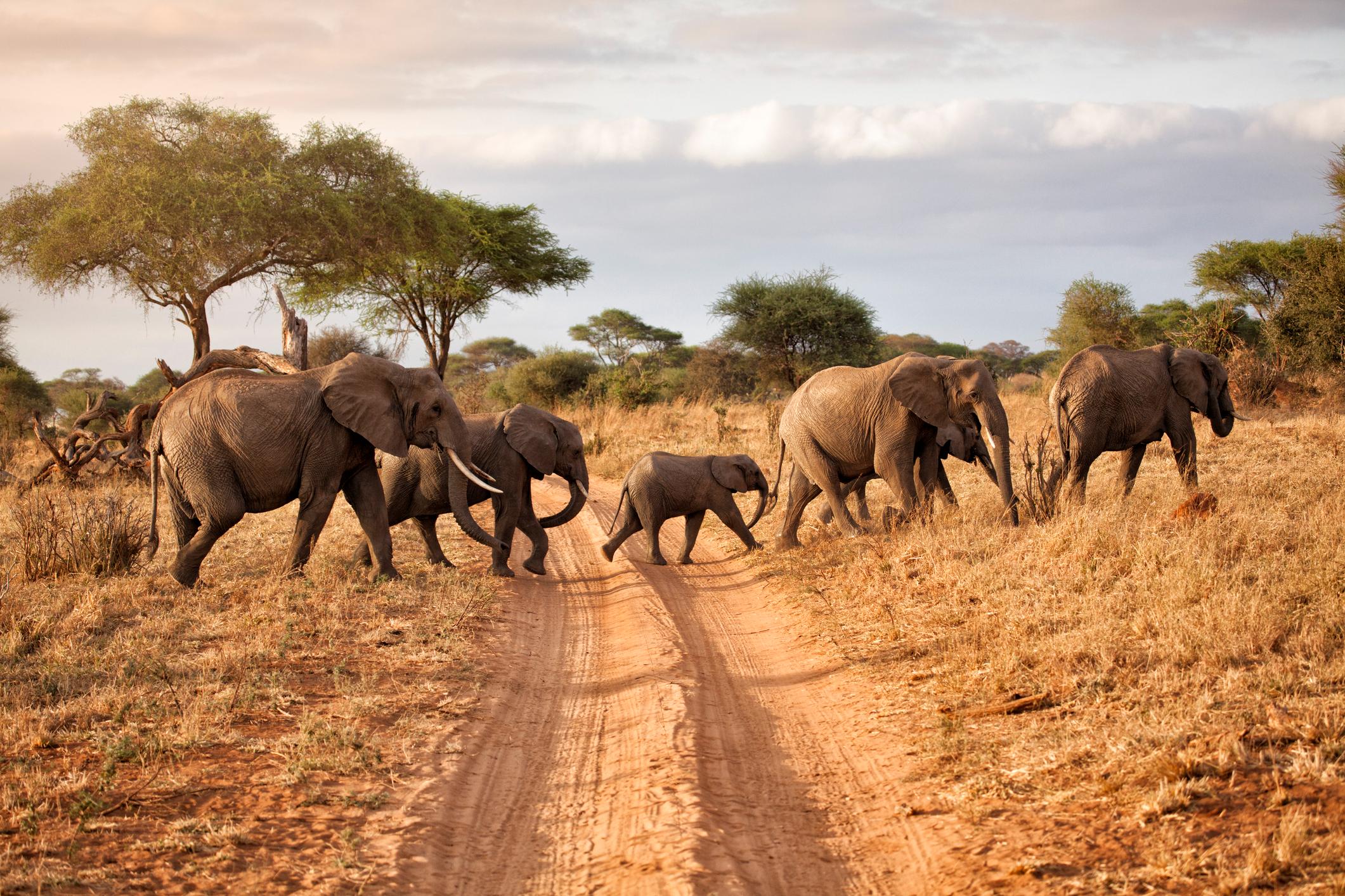 Elephants crossing the road in Tarangire National Park, Tanzania