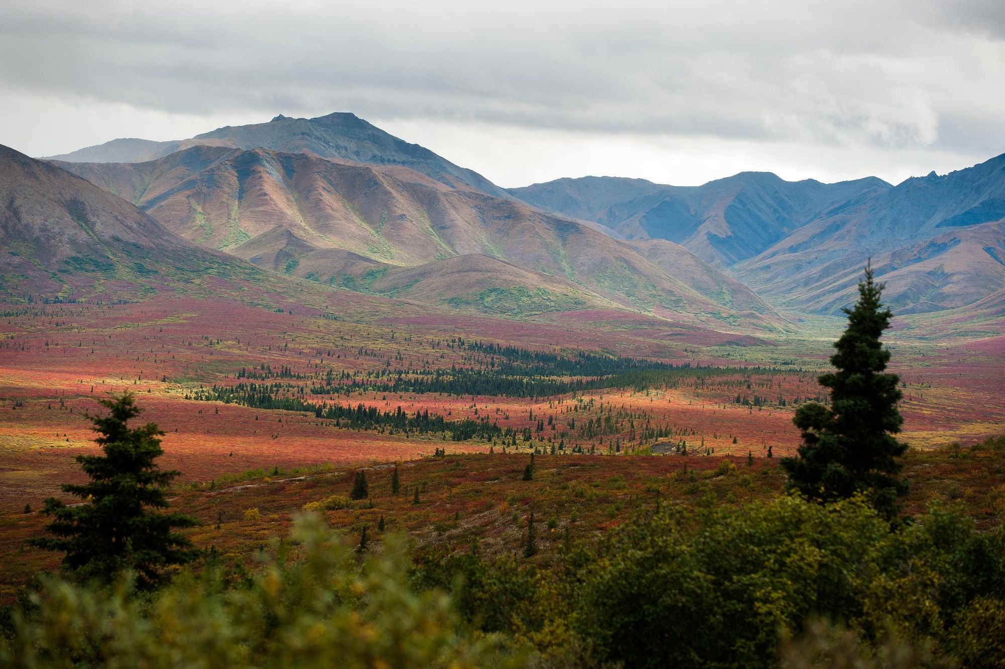 Autumn foliage in Denali National Park (taken in late August). Photo: NPS/ Kent Miller.