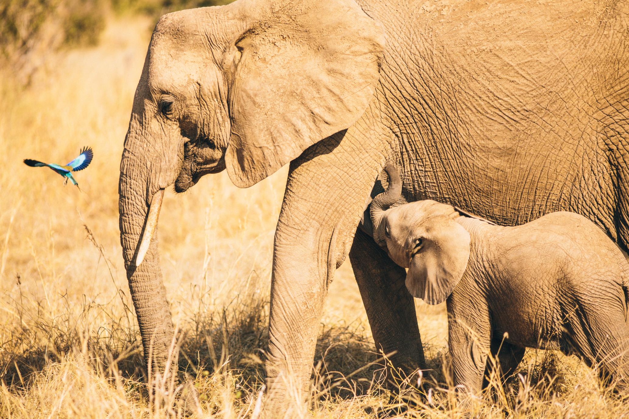 Elephants in Ruaha National Park, Tanzania. Photo: Getty.