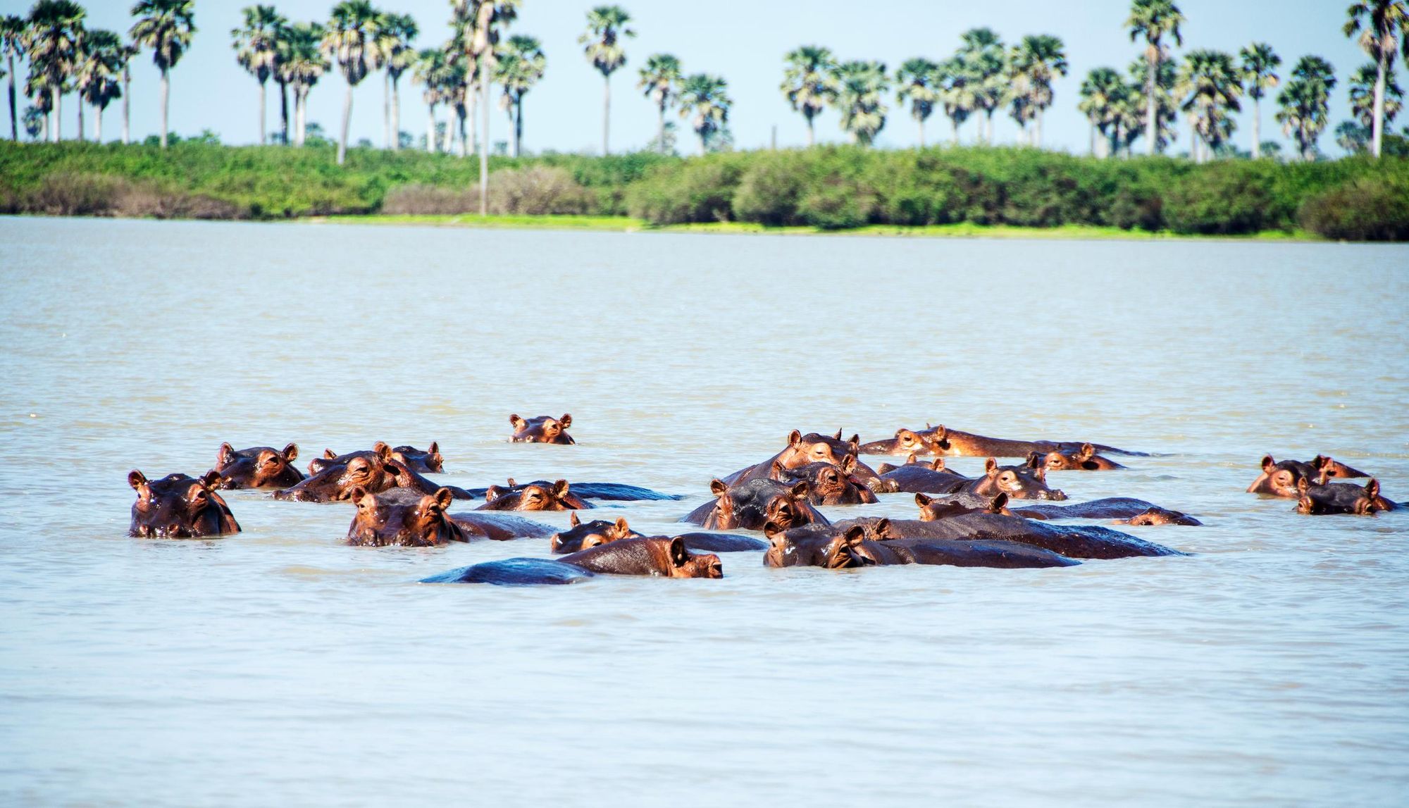 Hippos swim across the Rufiji River in Nyerere National Park. Photo: Getty.